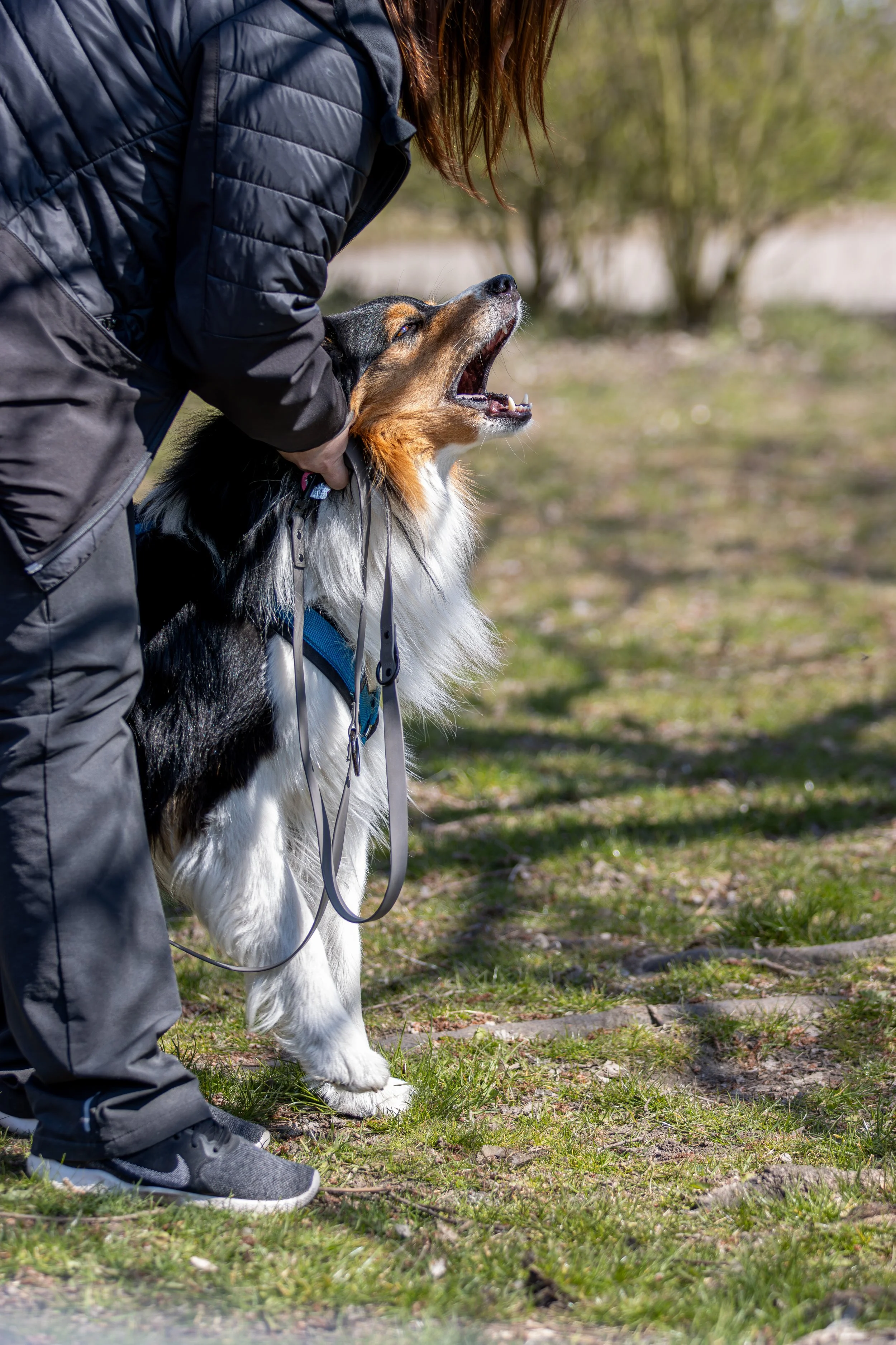 Hunderasse, weißer Hund, draußen, Natur, Hund an einem Zaun, aufgebrachte Haltung, Herbst