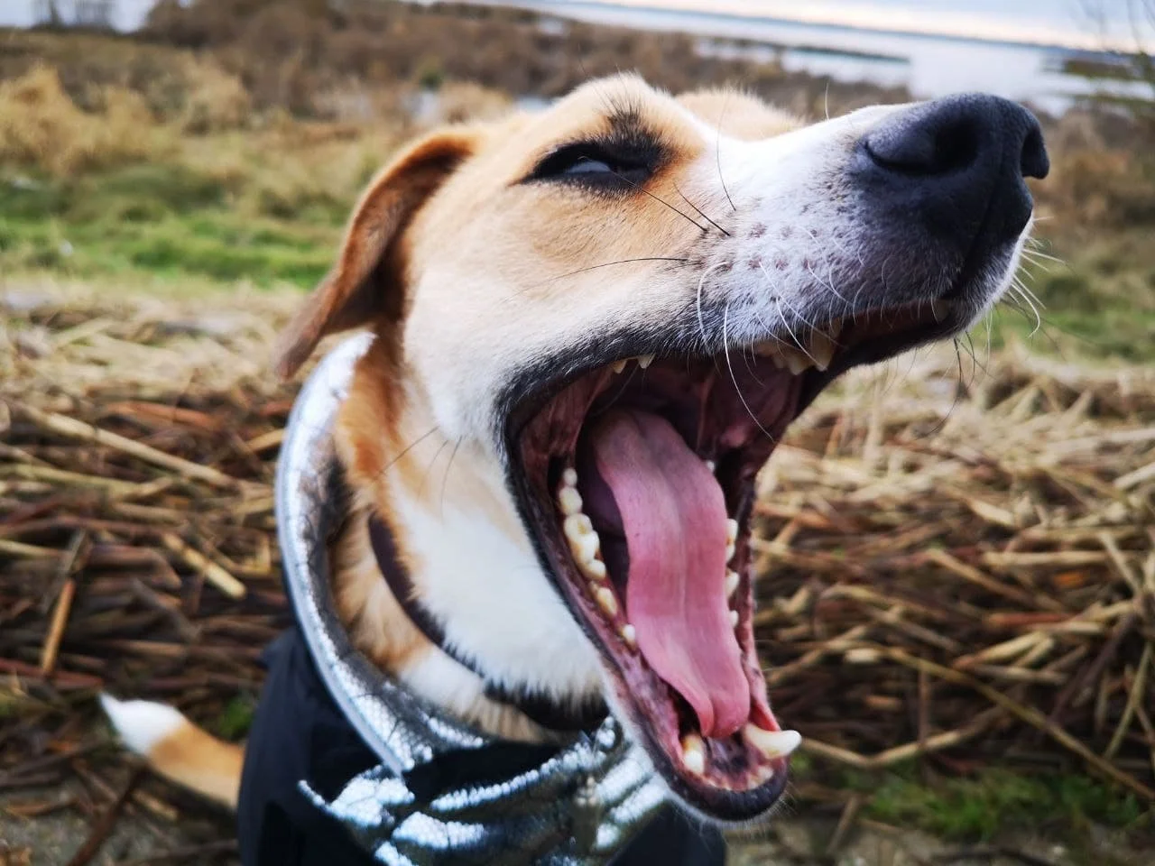 Heller Hund gähnt.