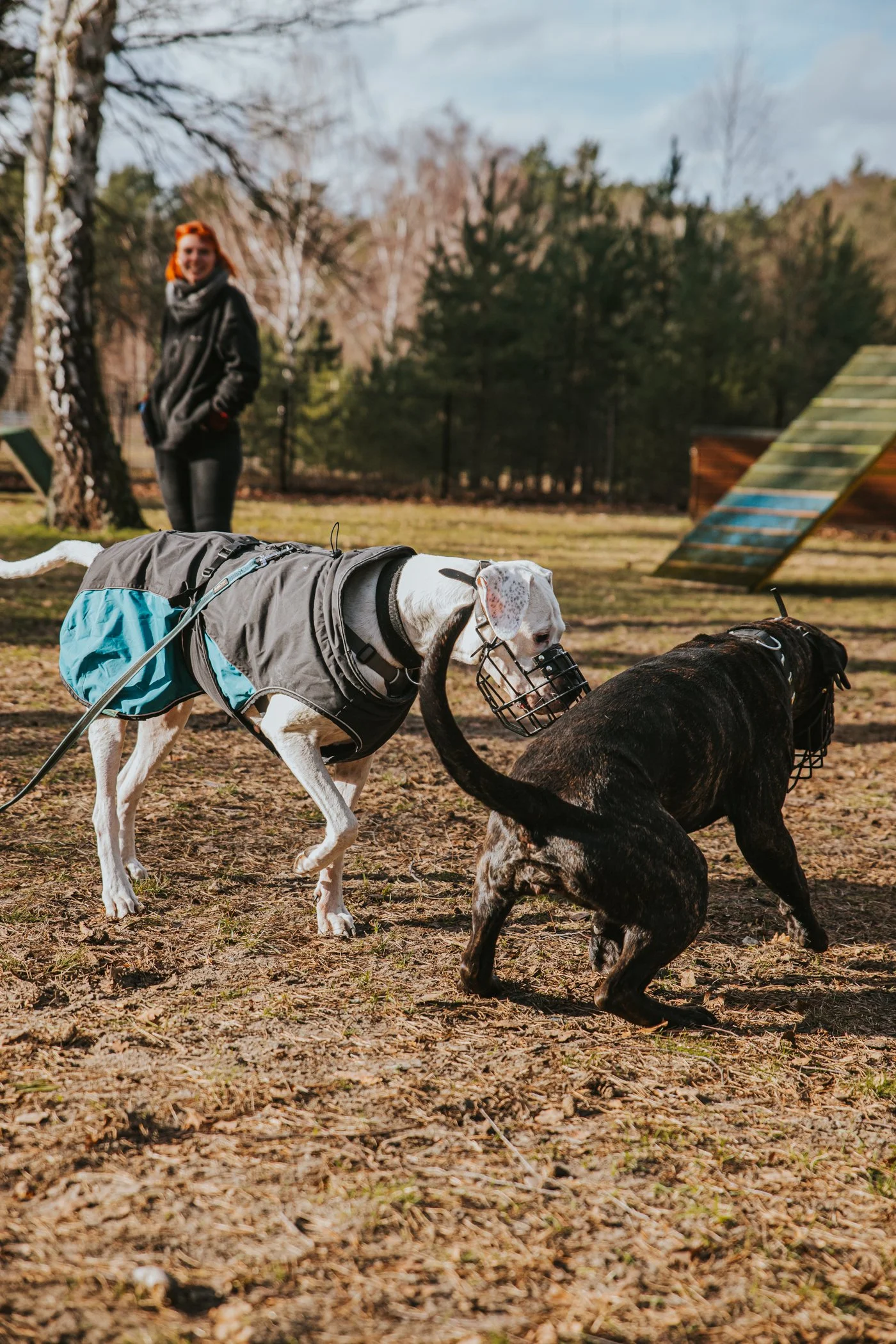 Drohverhalten einer Dogo Argentino Hündin gegenüber einer Presa Canario Hündin während einer Raufergruppe.