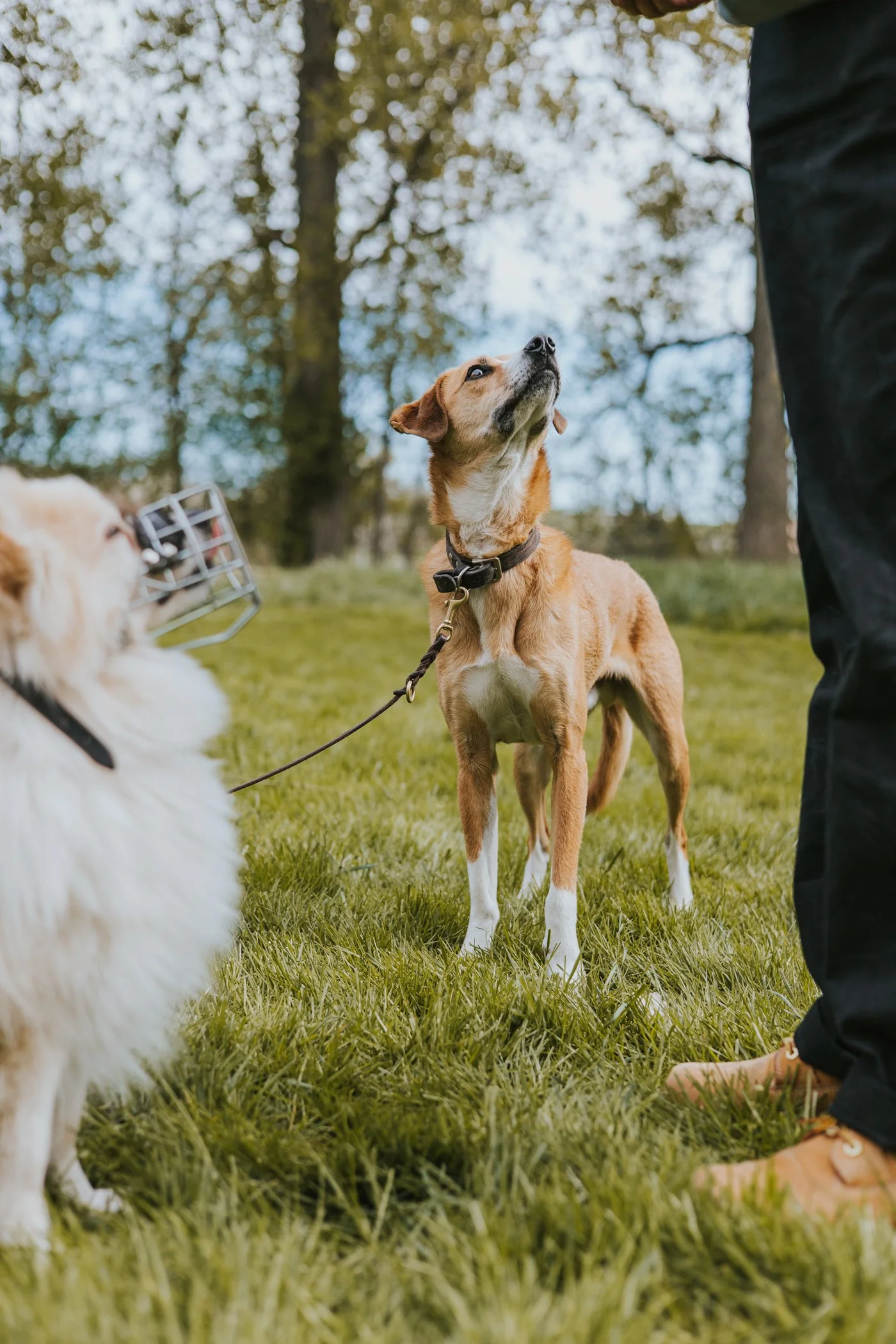 Zwei Hunde während einer Gruppenstunde, beide schauen nach oben zu einem Menschen.