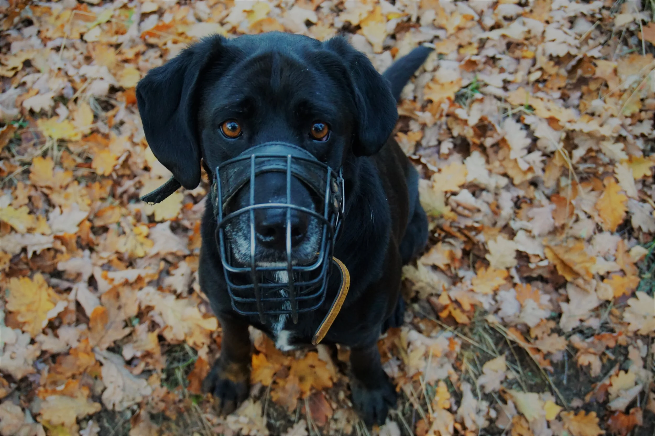 Aggression Hund Beissvorfall Berlin Hundetraining.JPG