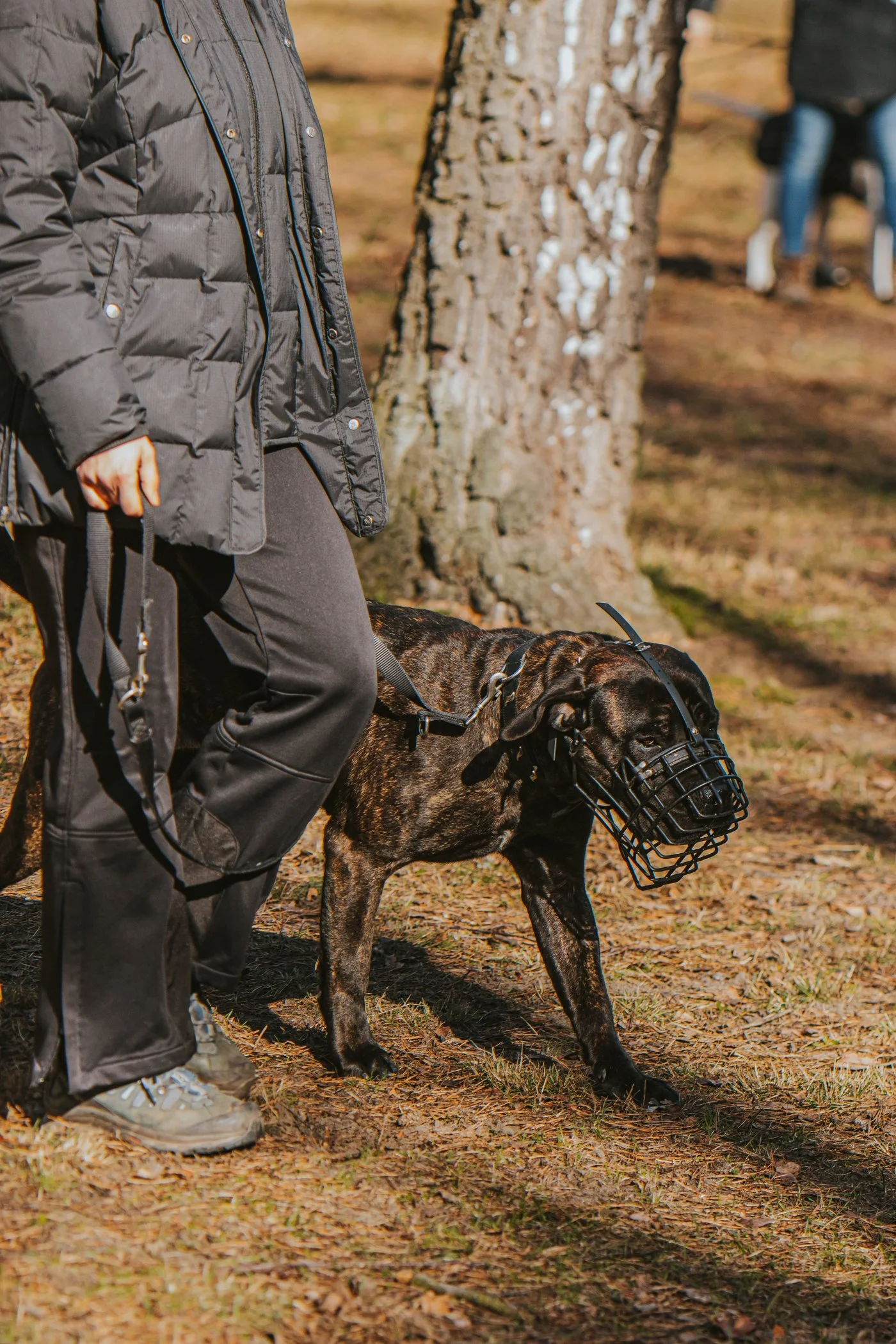 Presa Canario Hündin auf dem Hundeplatz in Adlershof.
