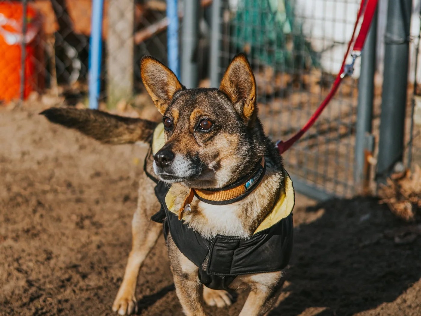 Bulgarische Tierschutzhündin auf dem Hundeplatz in Adlershof.