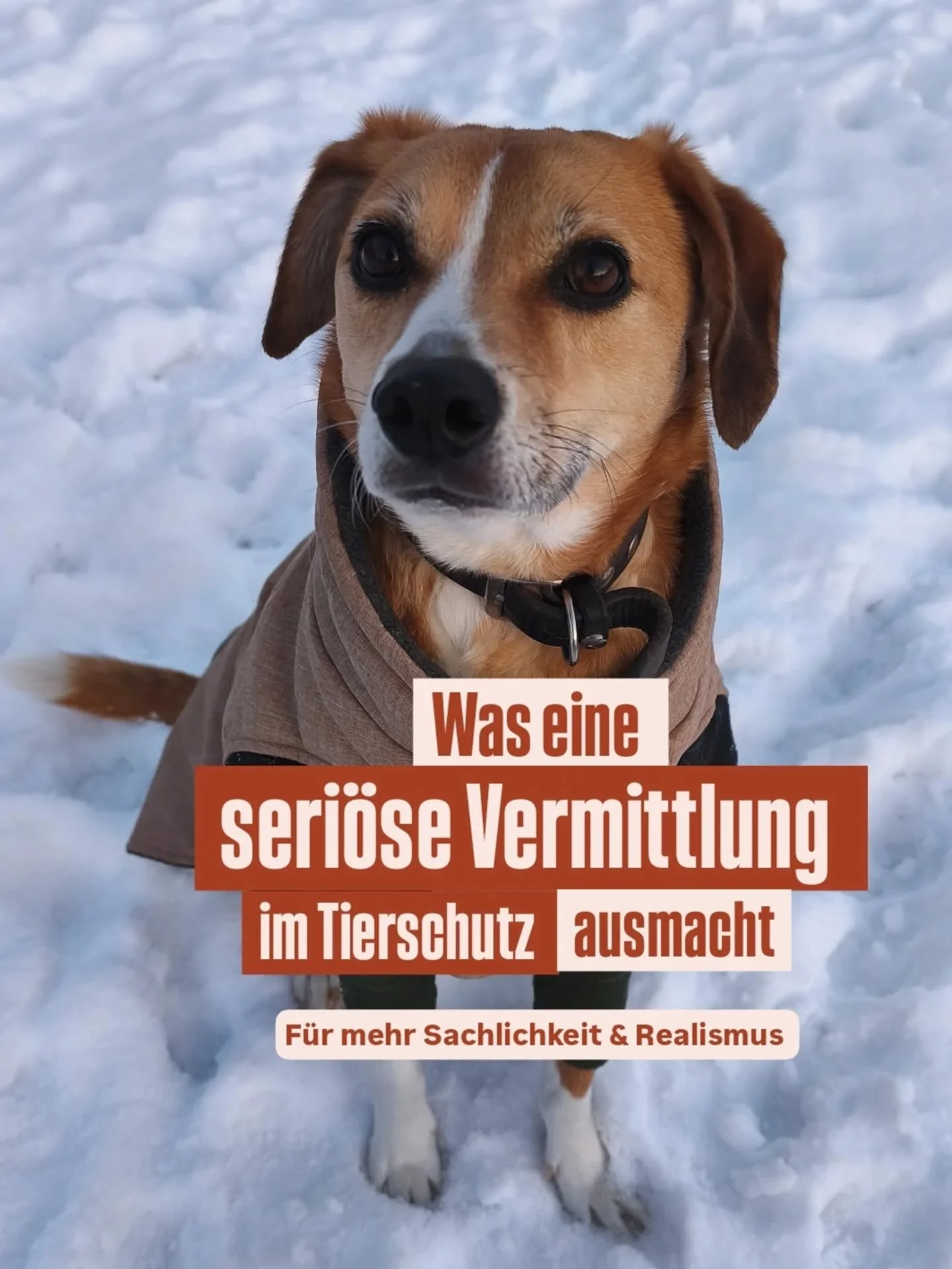 Tierheime sind voll und fachkundige Stellen v&ouml;llig &uuml;berlastet. T&auml;gliche Abgabeanfragen, t&auml;gliche Hilferufe und ein Tierschutzsystem, was seine Grenzen l&auml;ngst erreicht hat. 

Und das vor allem aus zwei Gr&uuml;nden:

1️⃣ Veran