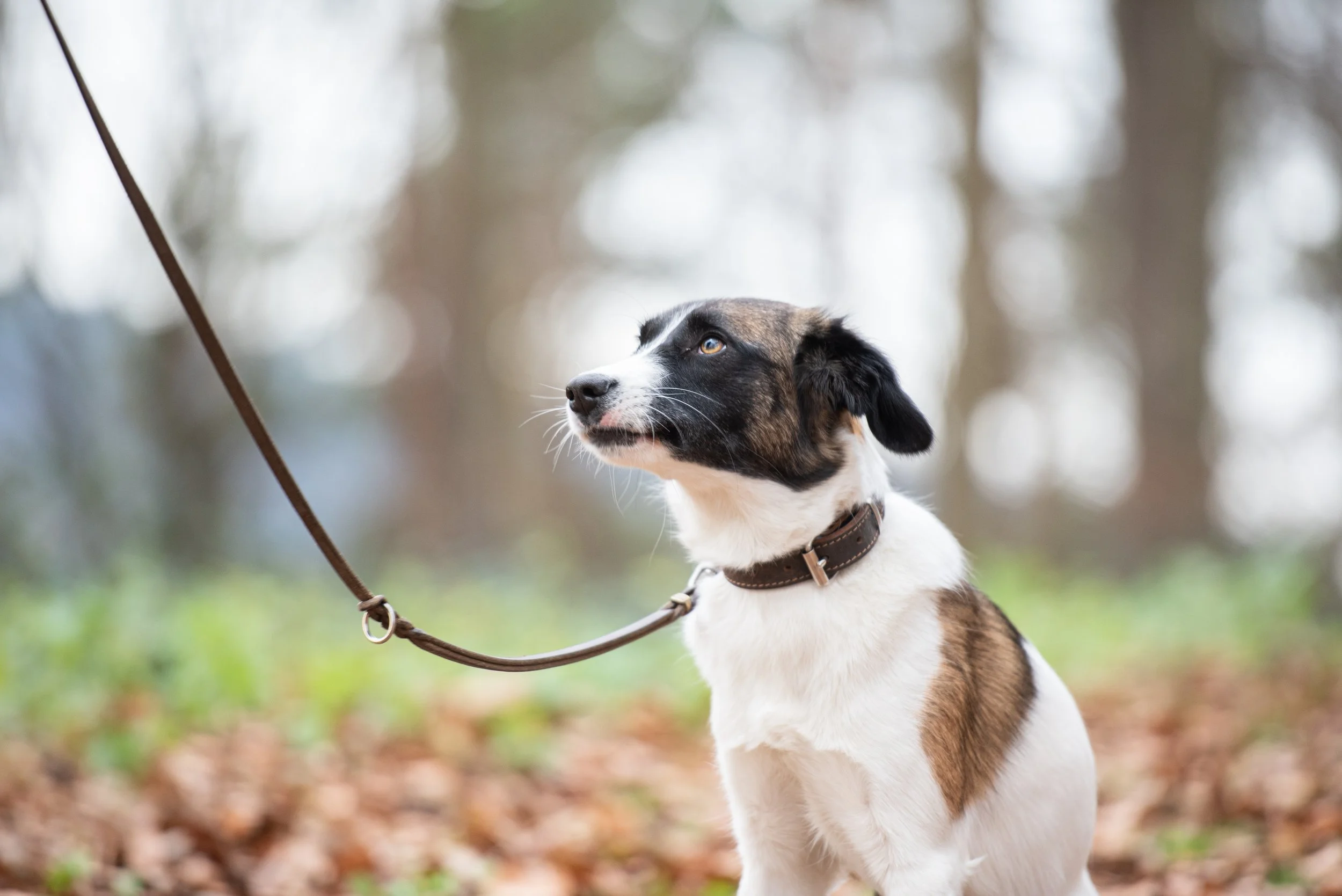 Einfühlsame Verhaltensberatung für Hunde mit Ängsten &amp; Unsicherheiten in Berlin