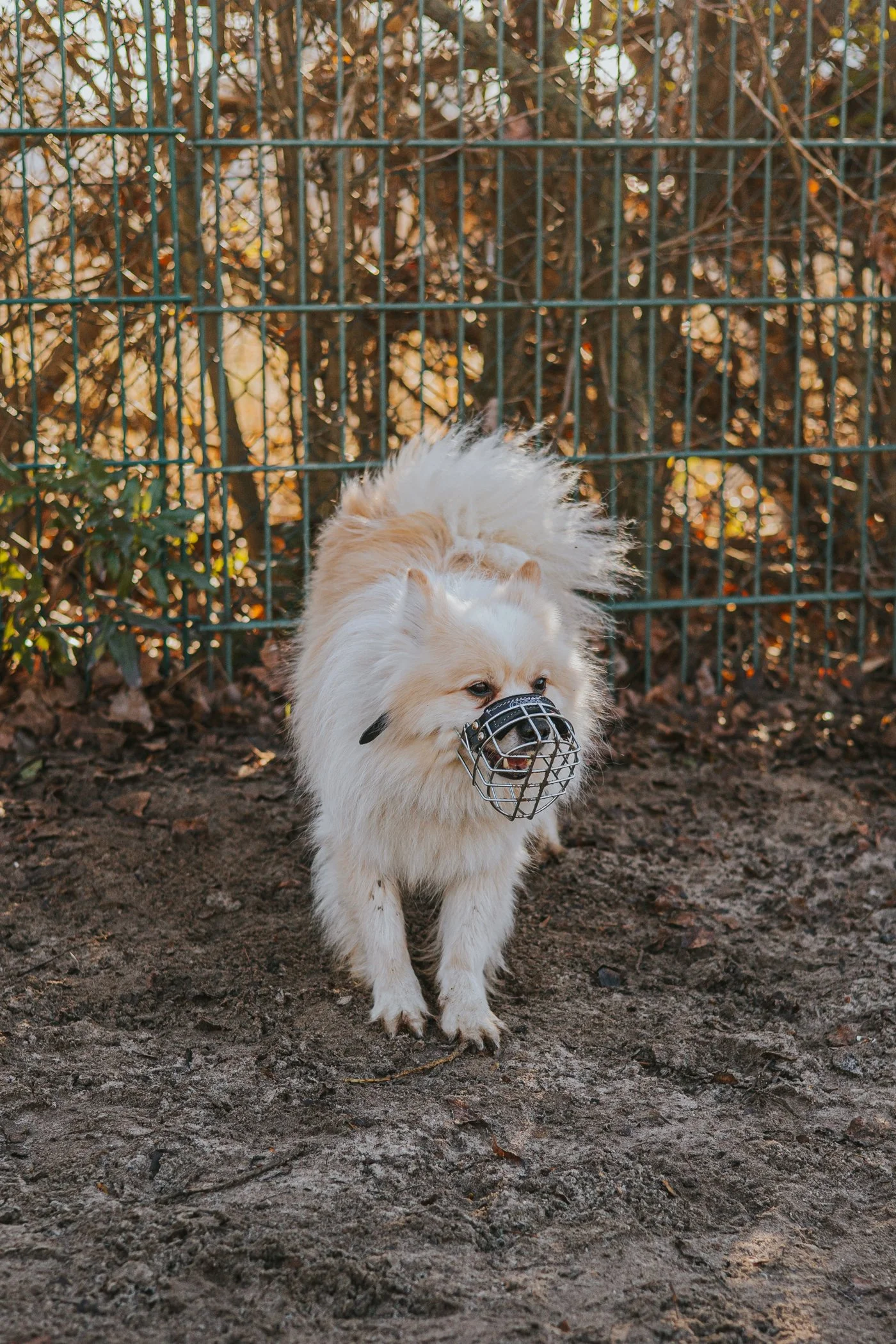 Spitz mit Maulkorb, der Imponierscharren zeigt.