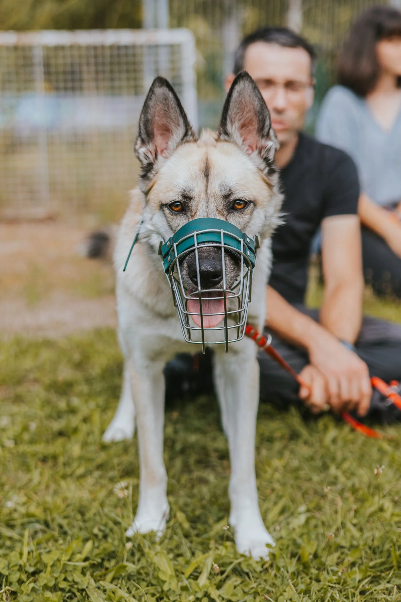 Husky Schäferhund Mix mit Maulkorb. Beides Hunderassen, die zur Hektik und Unruhe neigen.