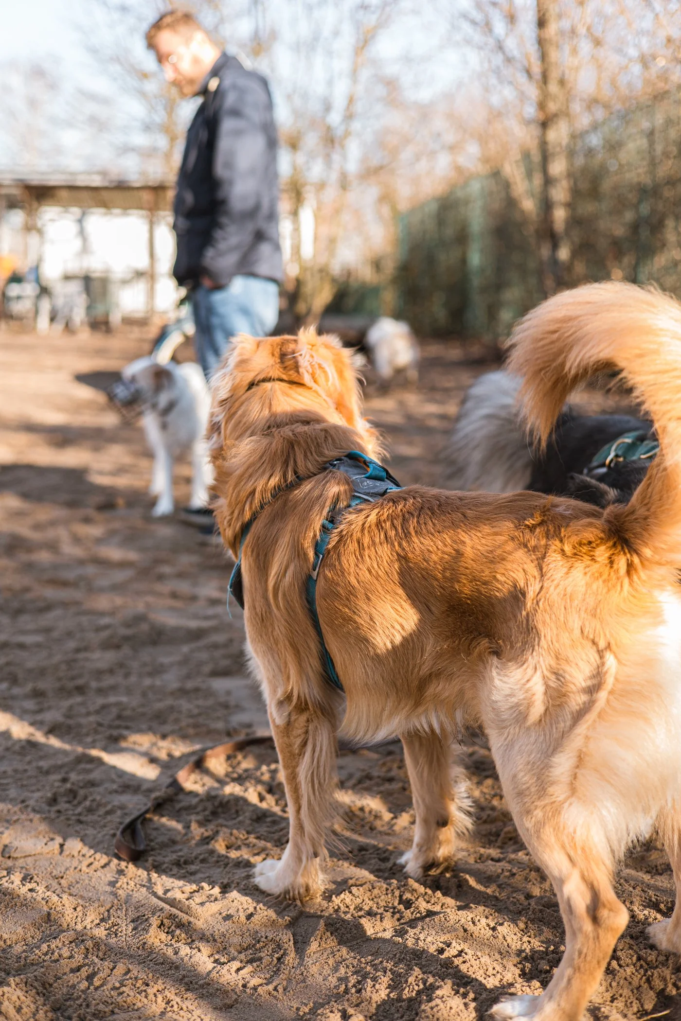 Mehrere Hunde und ihre Menschen während einer Sozialkontaktgruppe.