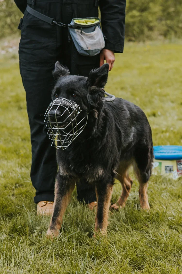 Schäferhund mit Maulkorb in der Hundeschule CaniSozium auf dem Hundeplatz in Adlershof.