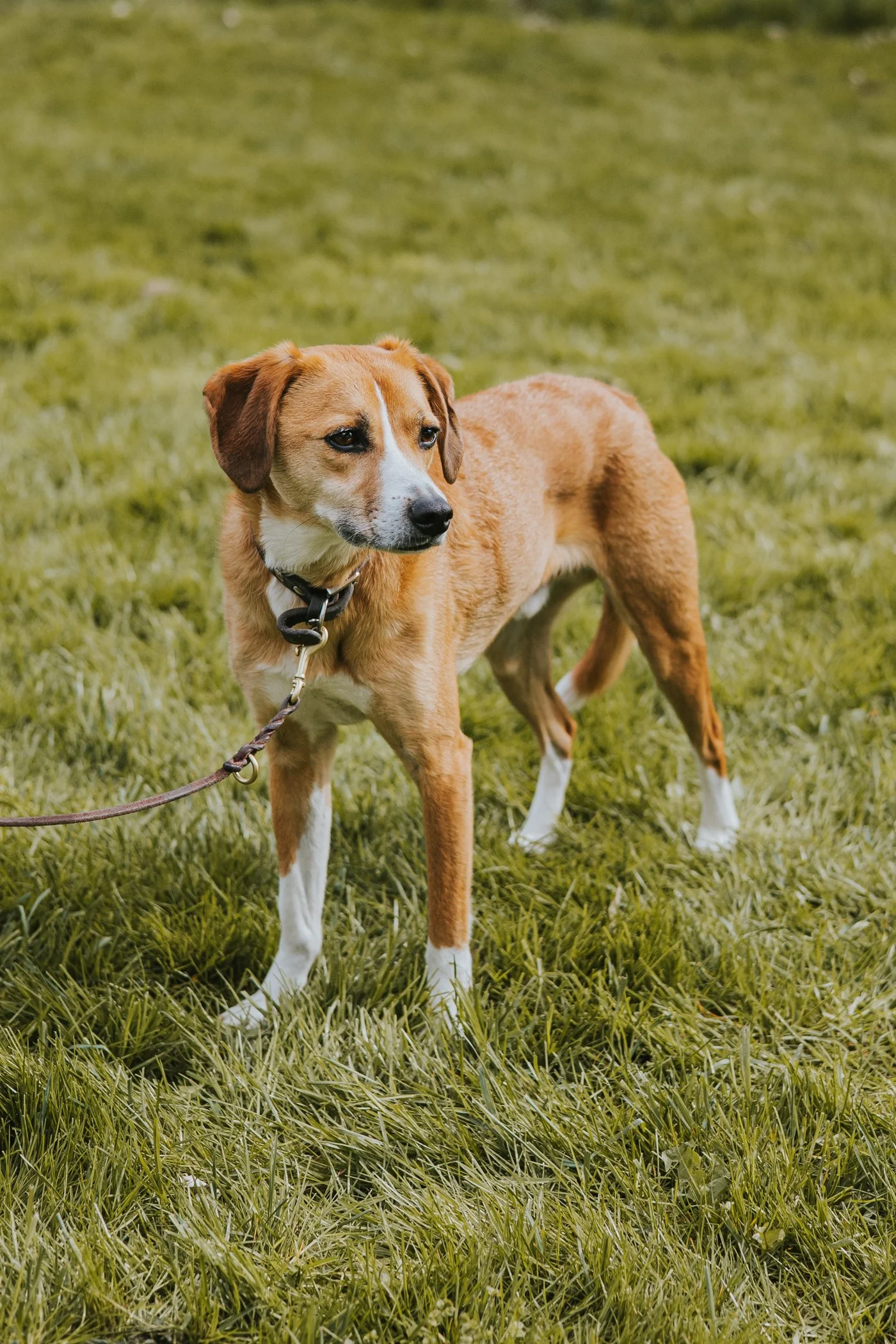 Rumänischer Tierschutzhund während einer Gruppenstunde.