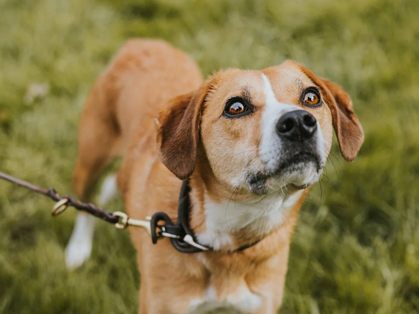 Heller Hund schaut aufmerksam hoch zu einem Menschen.