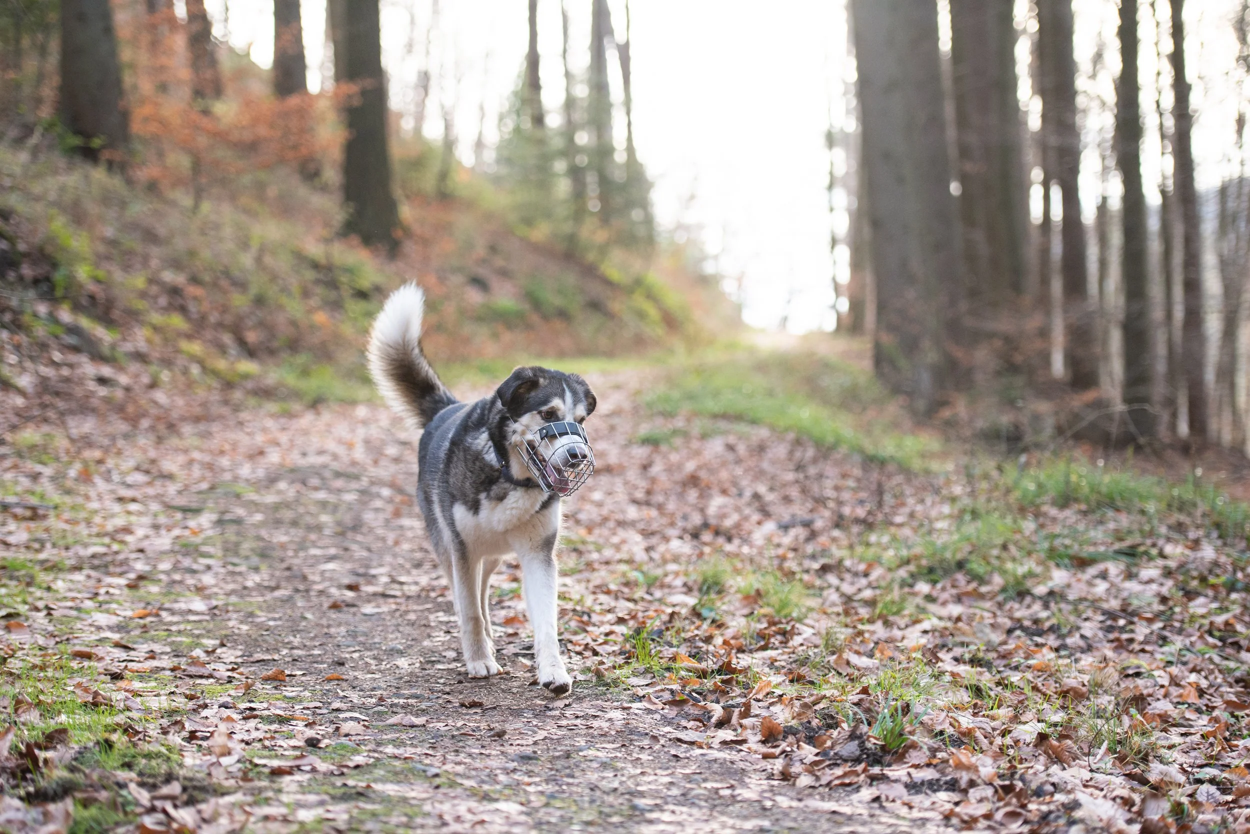Husky mit Maulkorb läuft auf einem Waldweg im Herbst, Blätter bedecken den Boden.