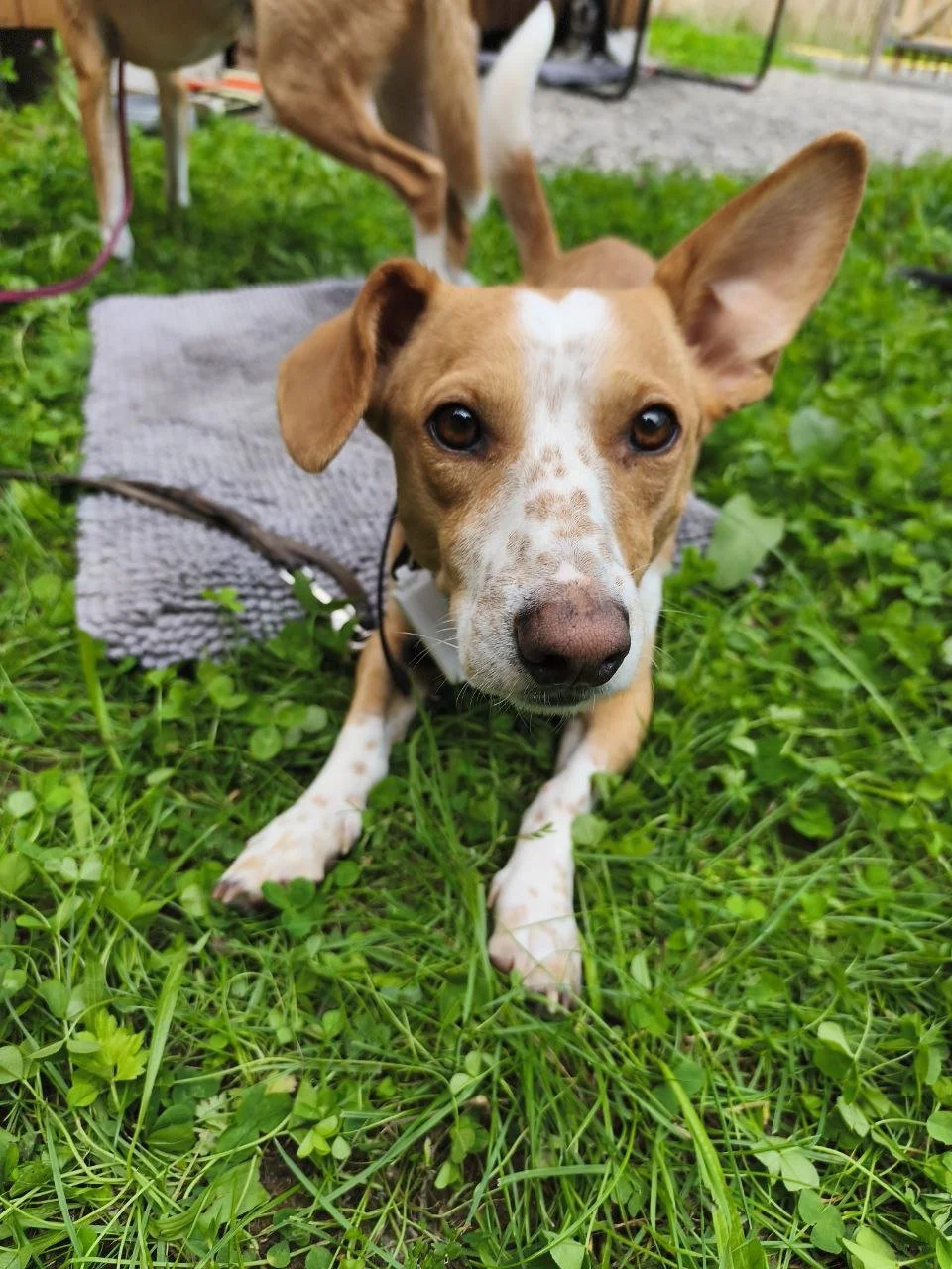 Terrier kommt auf seiner Decke nicht zur Ruhe.