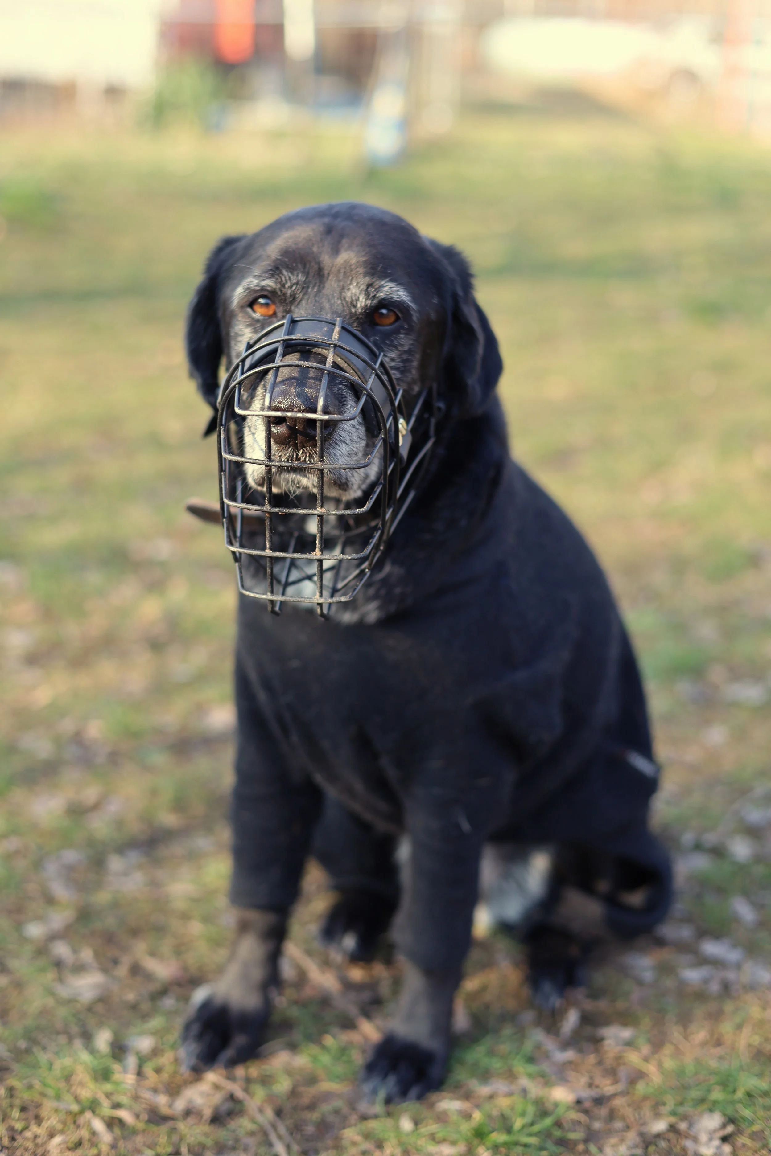 Labradorhündin mit Wintermantel und Maulkorb auf dem Hundeplatz.