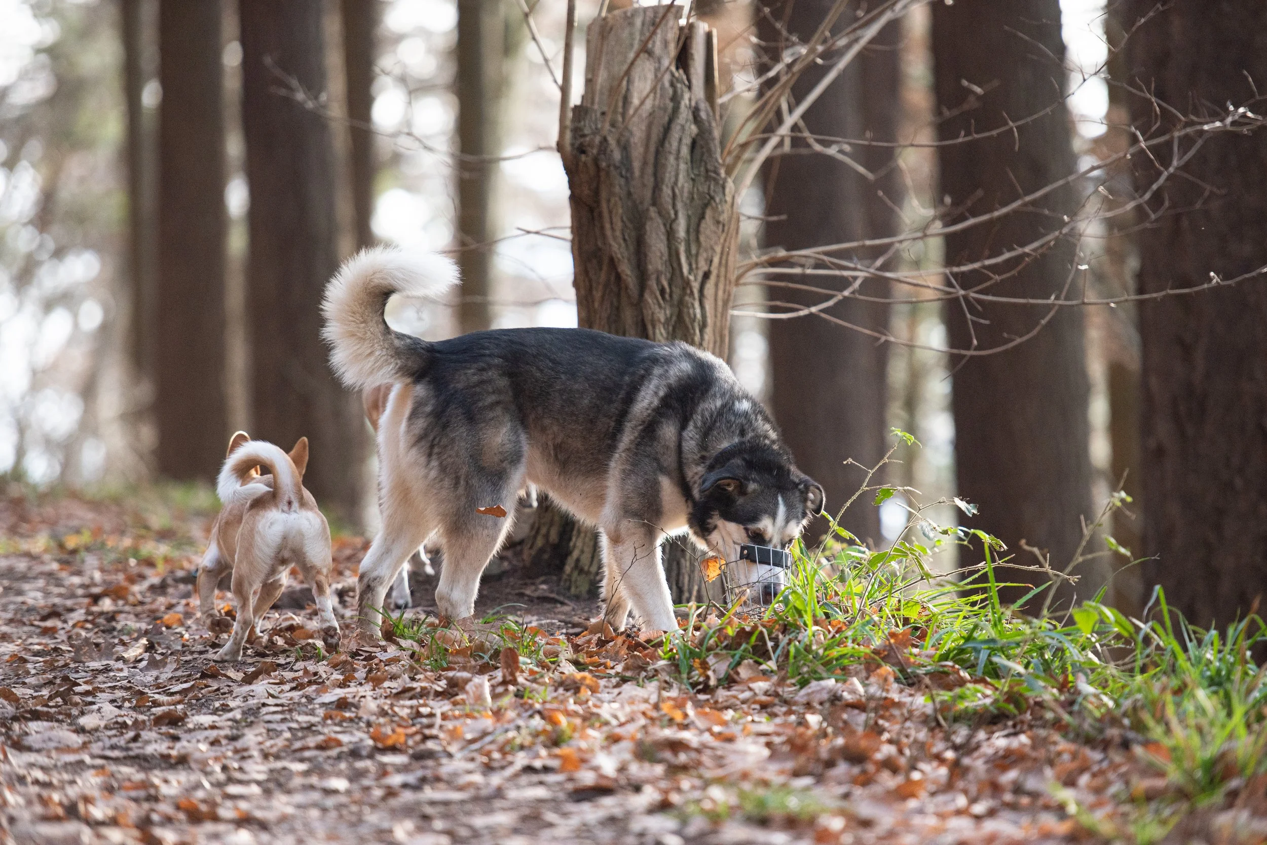 Terrier und Husky auf Entdeckungstour im Wald.