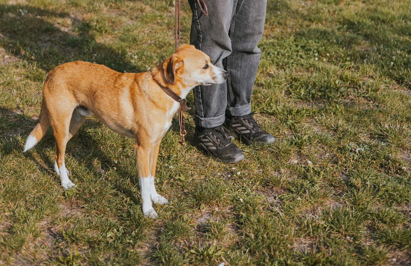 Ein unsicher dastehender Hund neben seinem Menschen in einer Gruppenstunde.