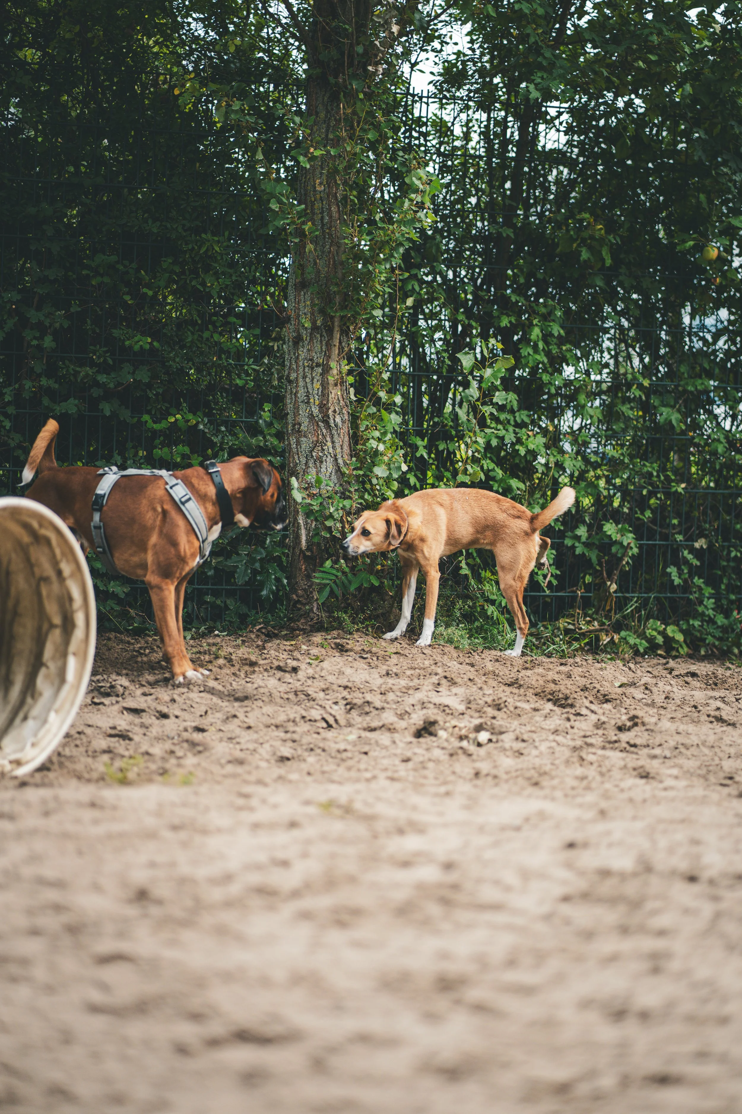 Zwei Hunde stehen sich gegenüber, der eine Hund markiert, der andere blickt interessiert.