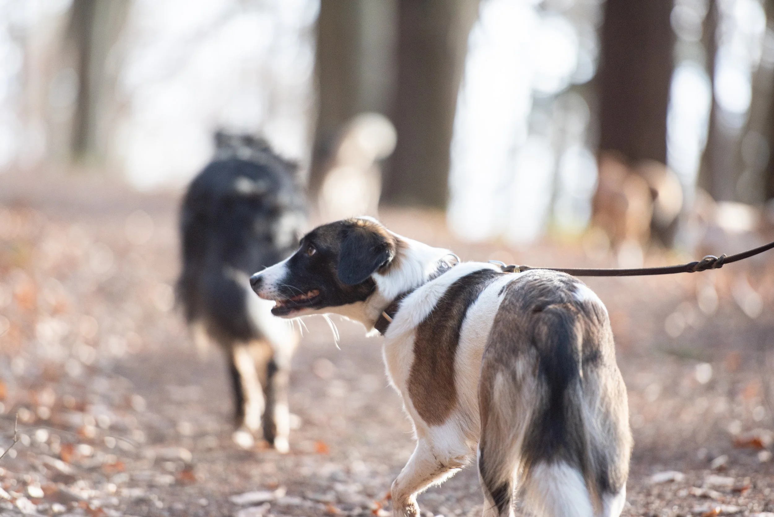 Waldspaziergang in der Gruppe mit mehreren Menschen und ihren Hunden.