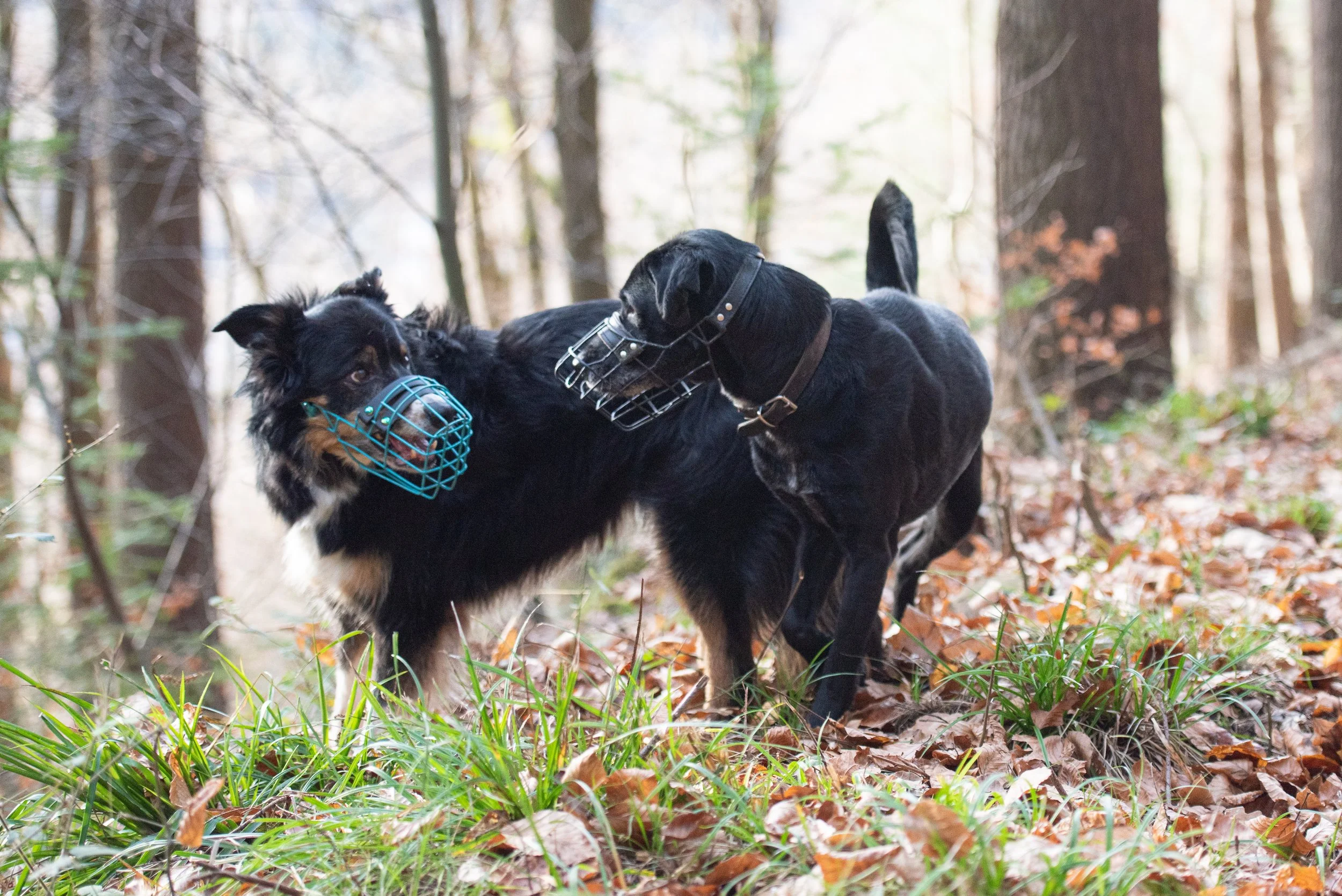 Zwei Hunde mit Maulkorb in einem Kommentkampf