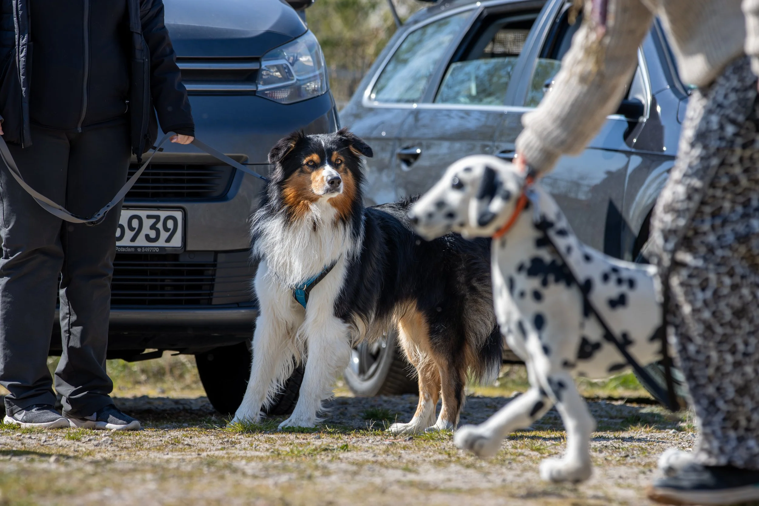 Aussie fixiert in Hundebegegnungen.jpg