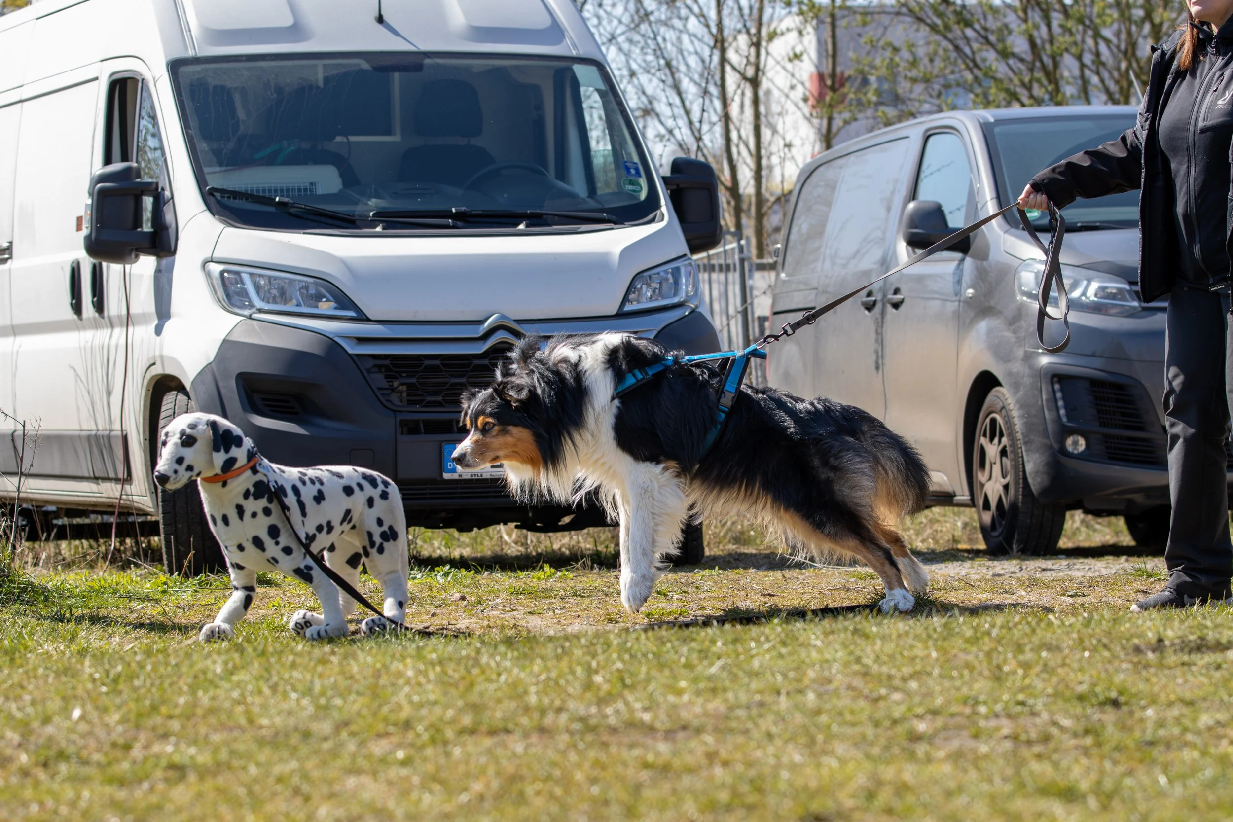 Hundebegegnungen an der Leine.jpg