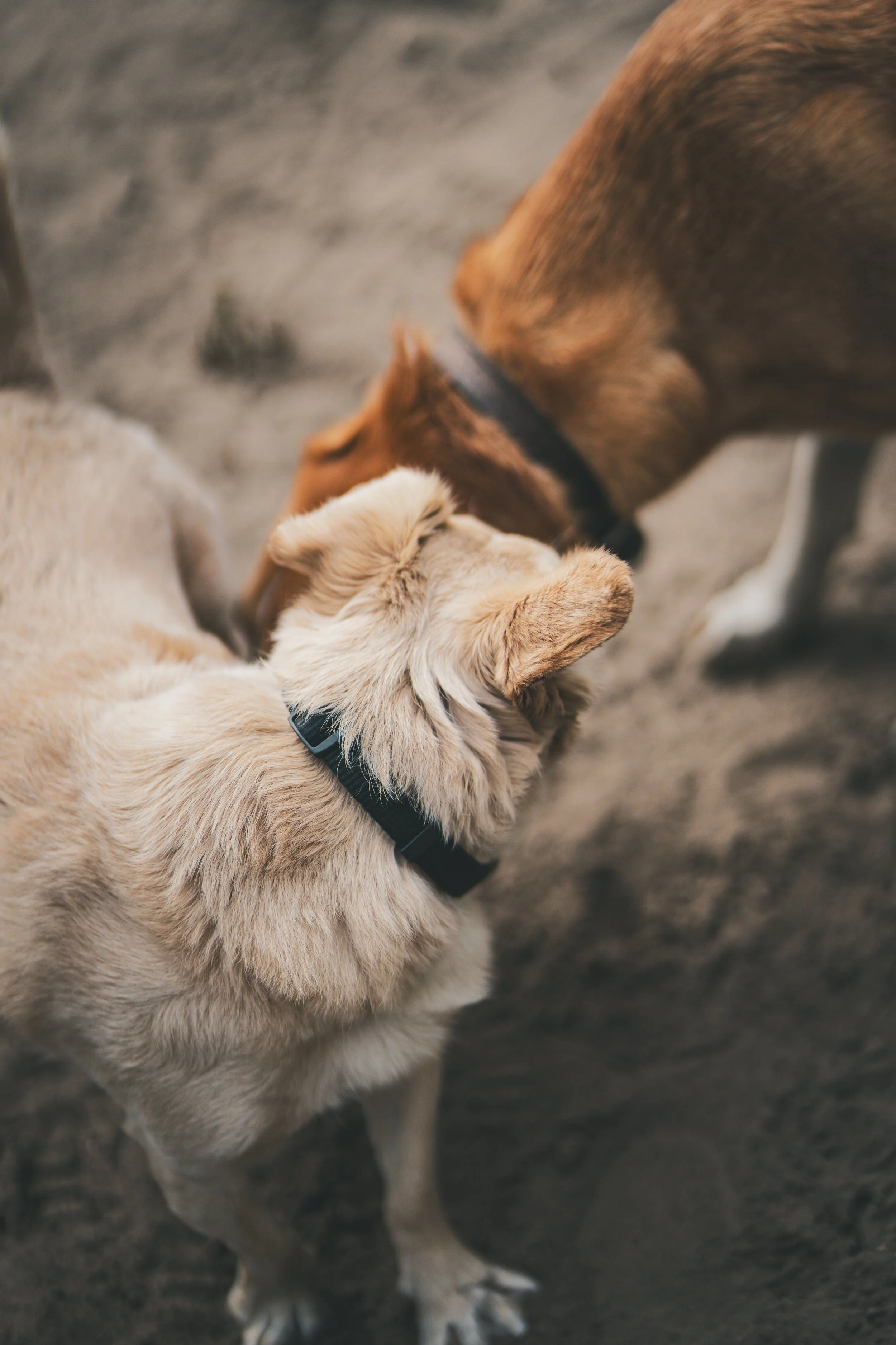 Zwei Hunde, einer beige und einer braun, die sich gegenseitig beschnüffeln.