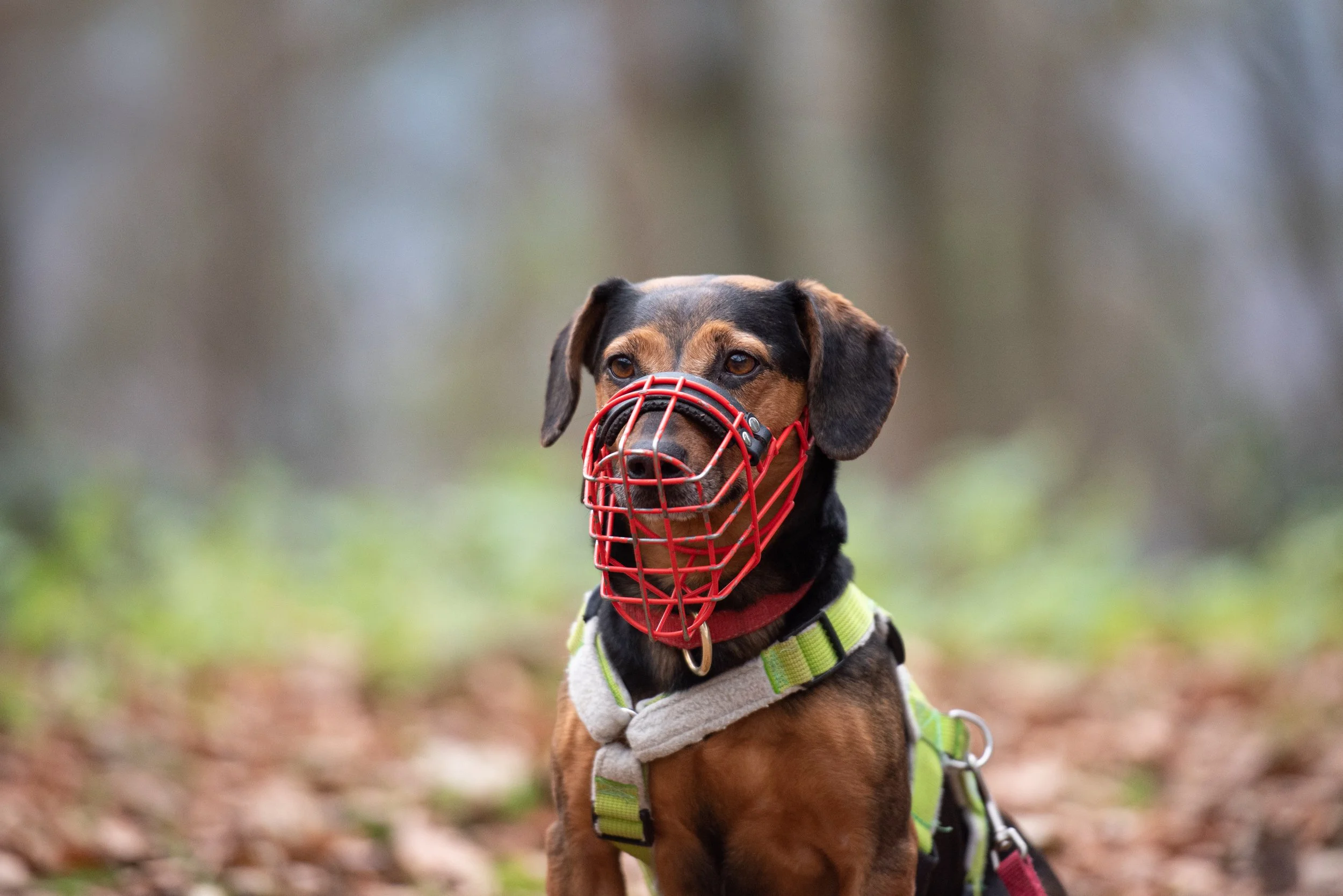 Terrierhündin mit Maulkorb im Wald.