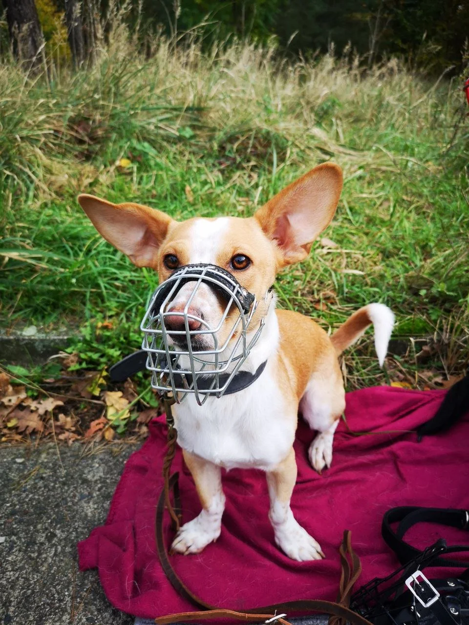 Ein Hund mit einem Maulkorb sitzt auf einer roten Decke im Freien, umgeben von Gras und Büschen.
