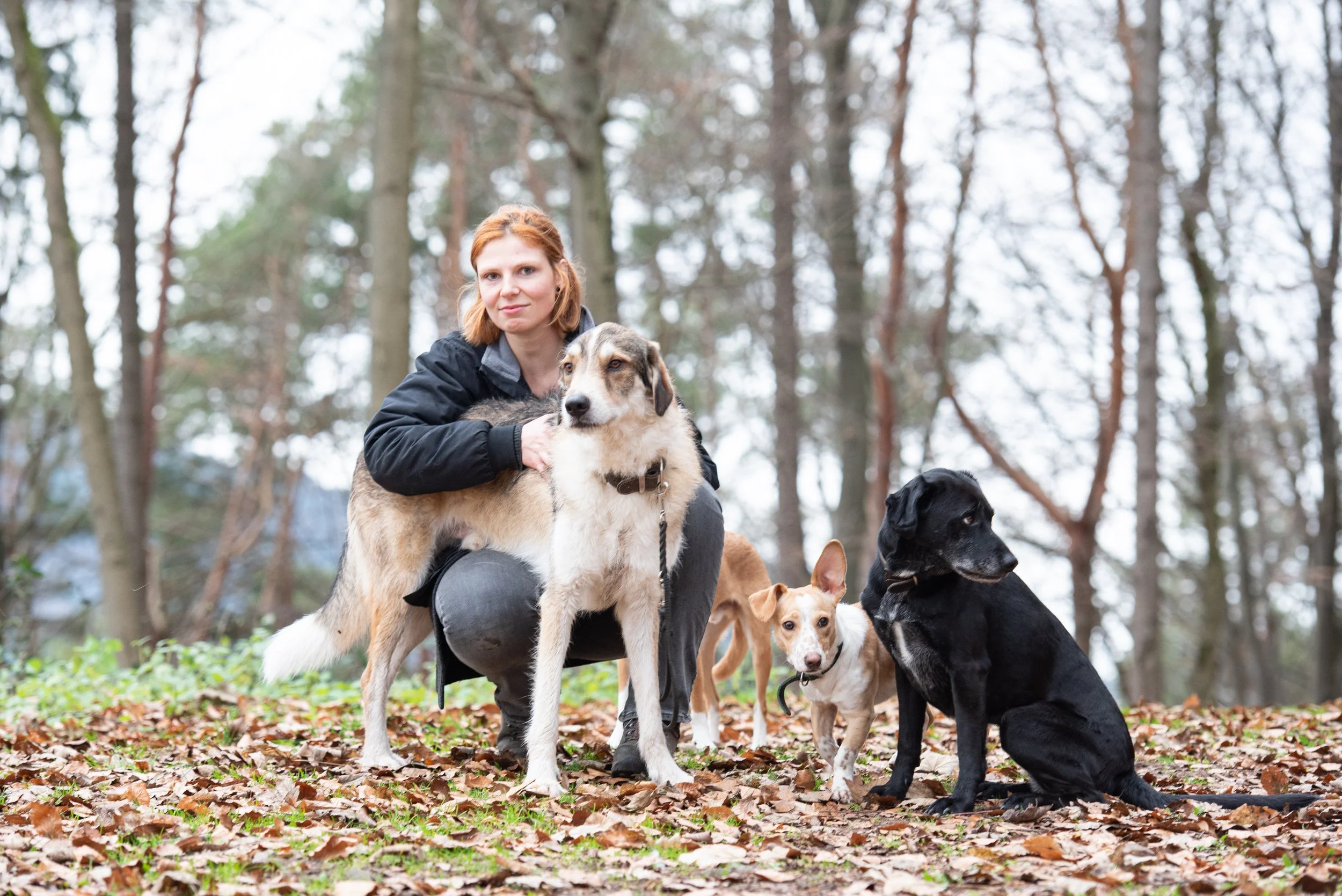 Eine Frau mit vier Hunden in einem Wald mit Laub auf dem Boden.