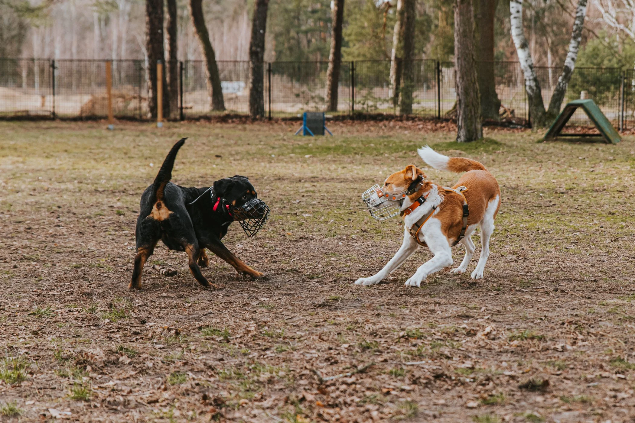 Zwei spielende Hunde mit Maulkörben bei einem Seminar zum Hundeverhalten in Adlershof.