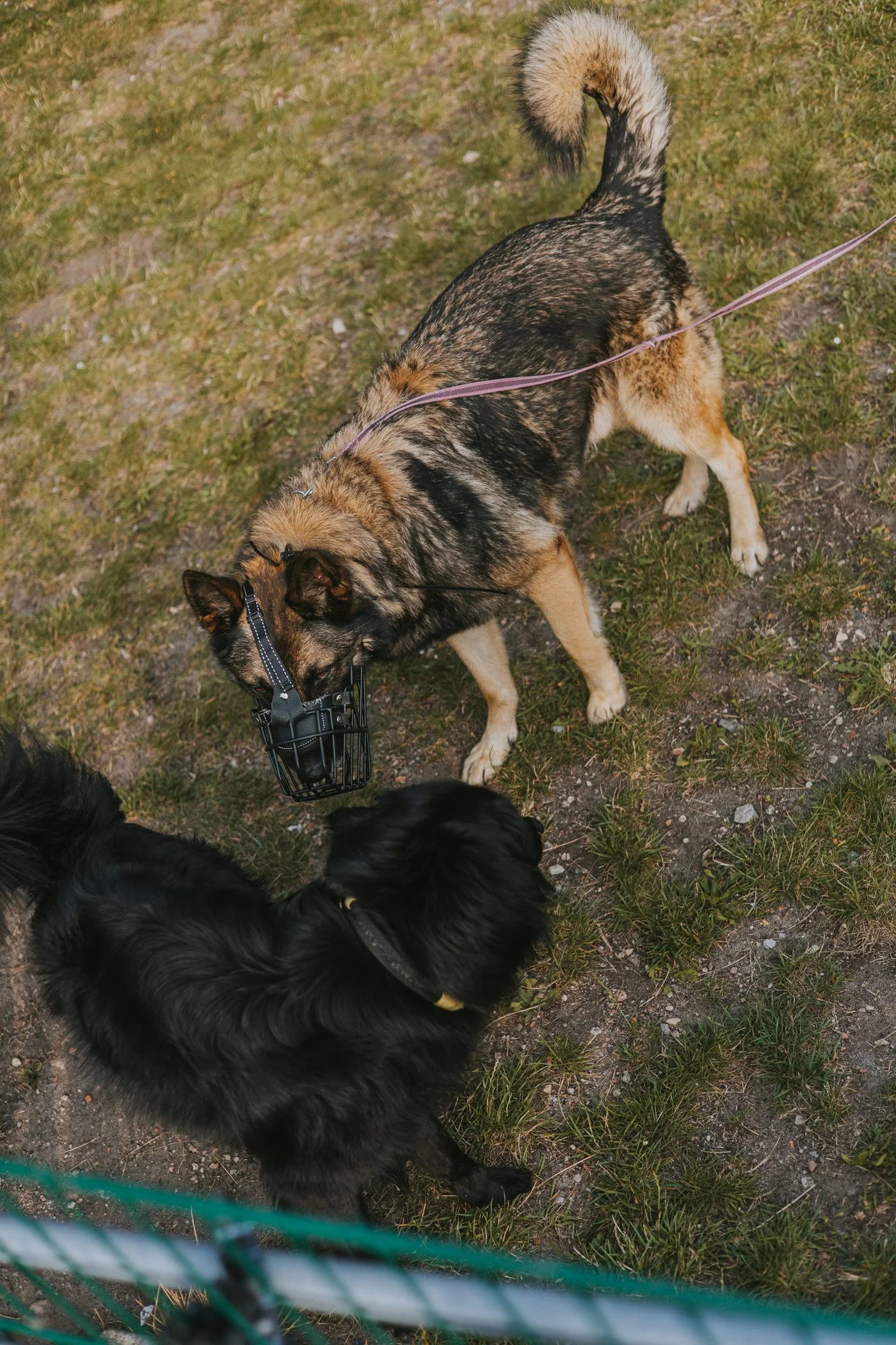 Schäferhund mit Maulkorb schnuppert an einem schwarzen Hund.