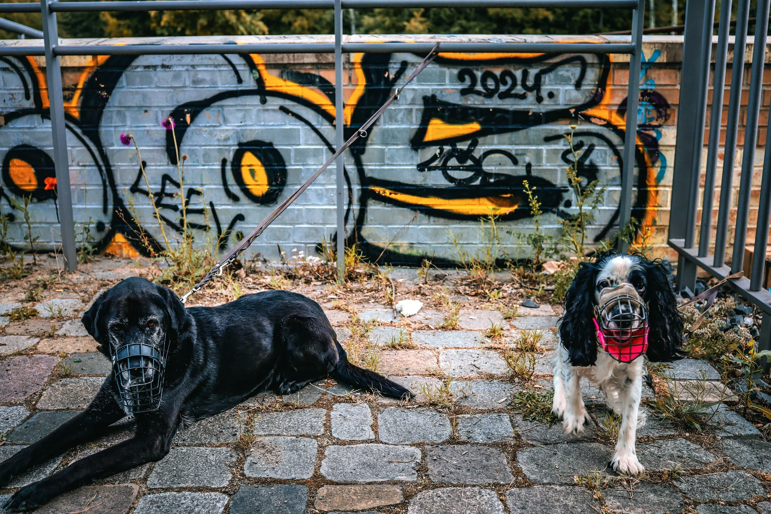 Zwei Hunde mit Maulkorb vor einer Graffiti-Wand am Gleisdreieck in Berlin.
