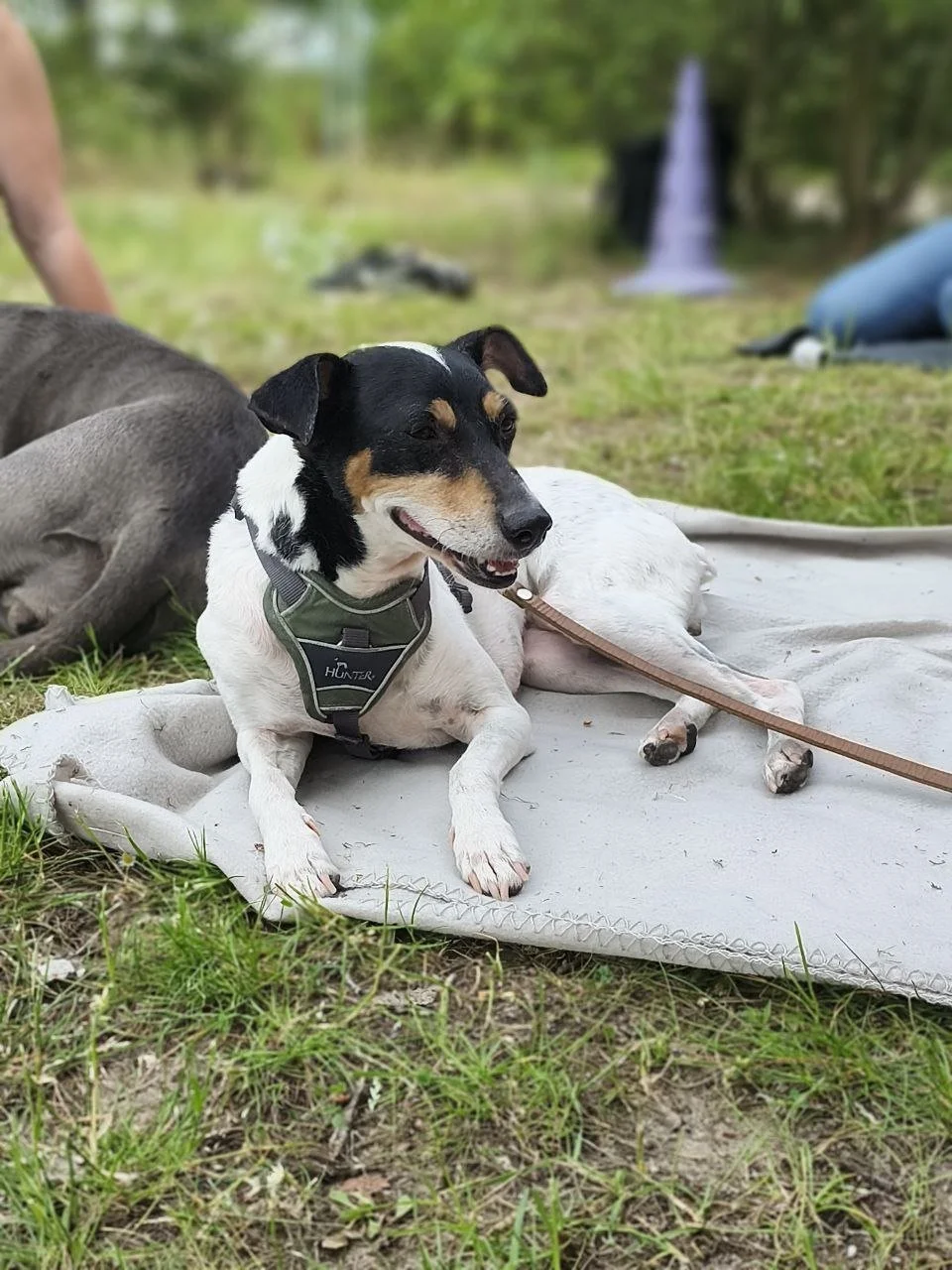 Hundeseminar Berlin Marzahn CaniSozium.jpg