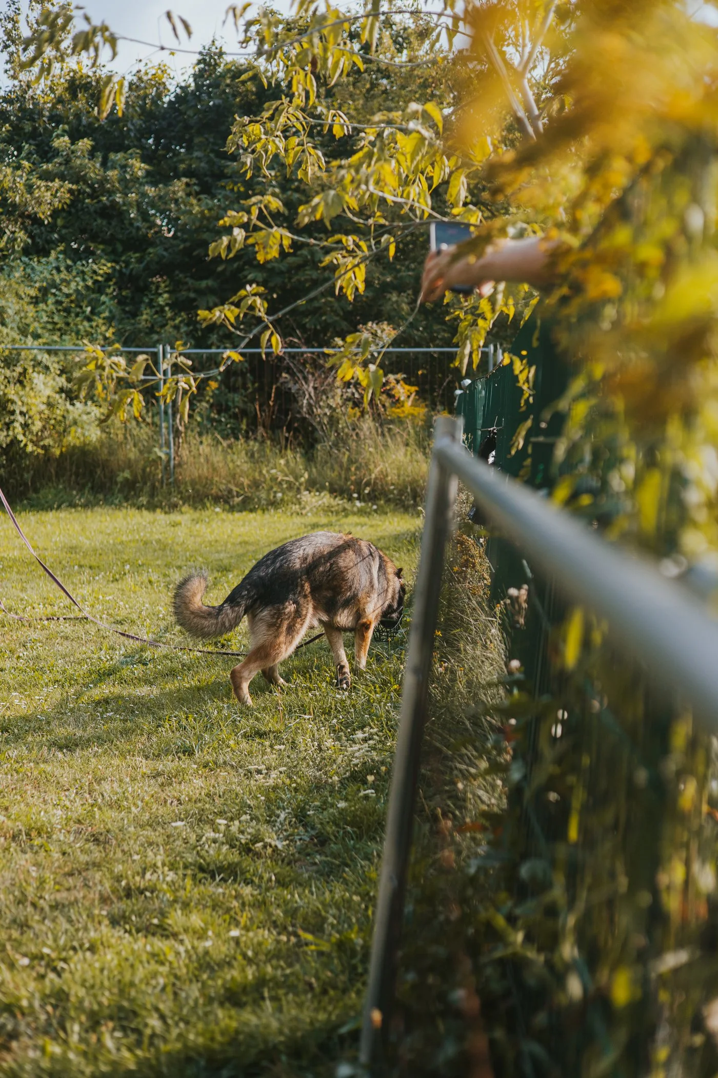 Schäferhund aus dem Tierheim während einer Einschätzung.