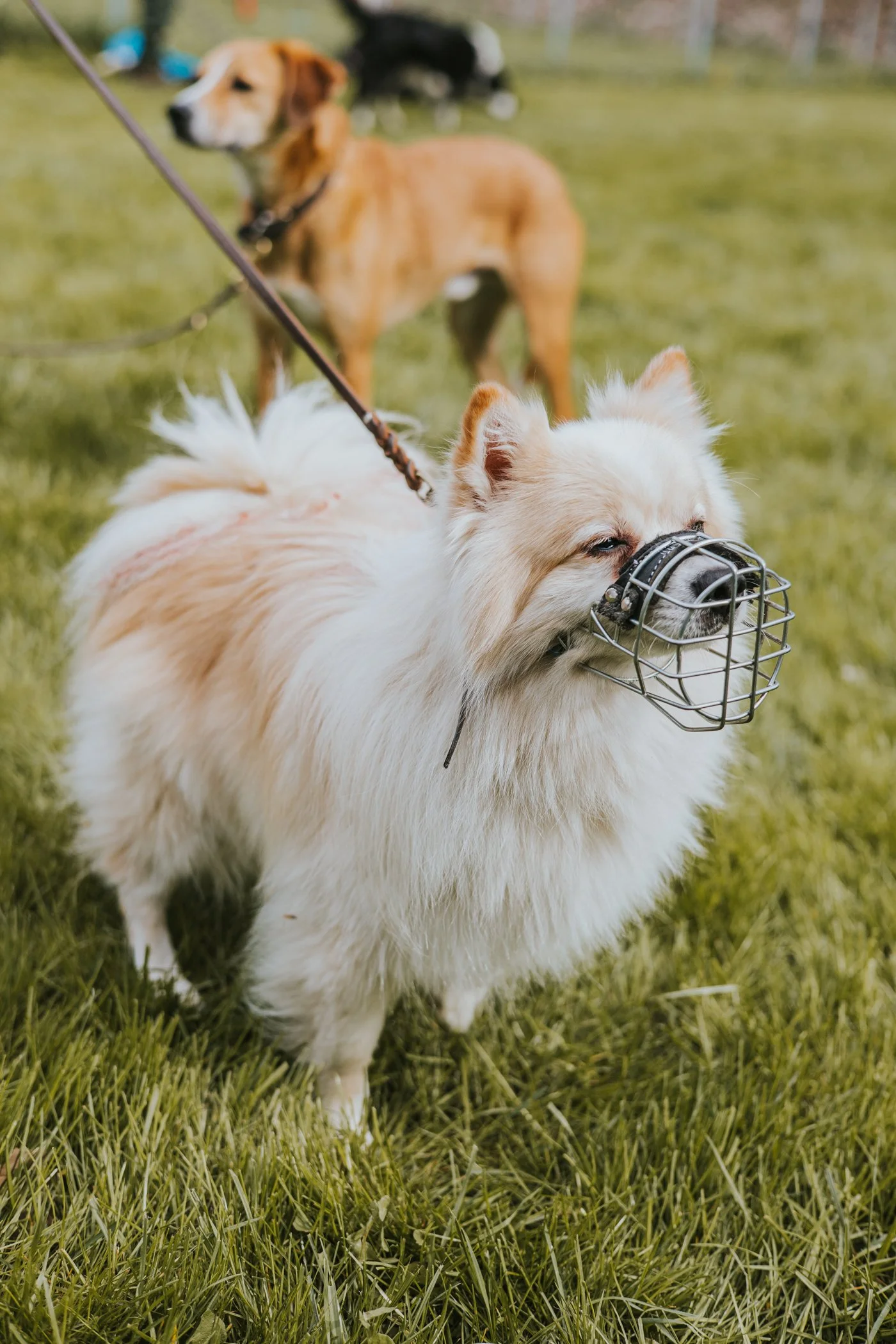 Spitz mit Maulkorb. Im Hintergrund steht ein brauner rumänischer Tierschutzhund.