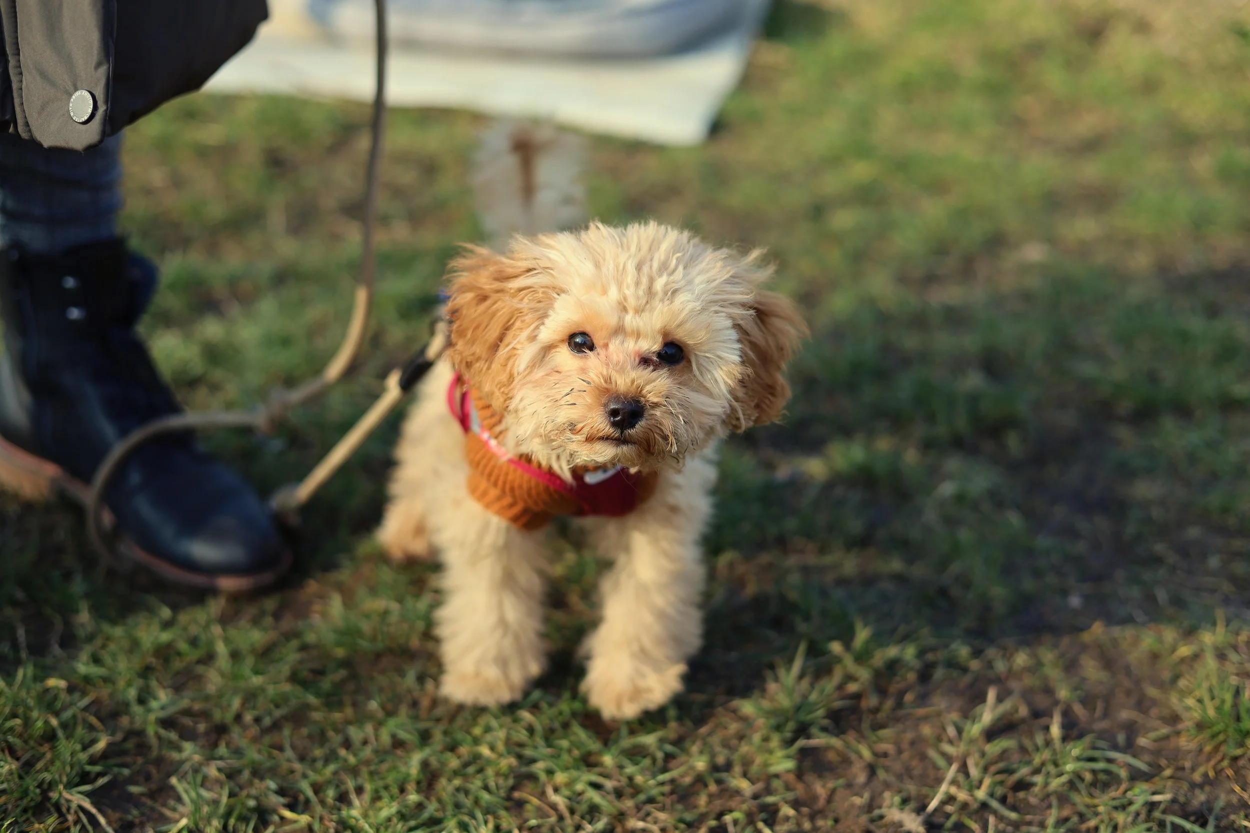 Ein kleiner, hellbrauner Welpe mit lockigem Fell und dunklen Augen steht auf dem Hundeplatz neben seinem Menschen.