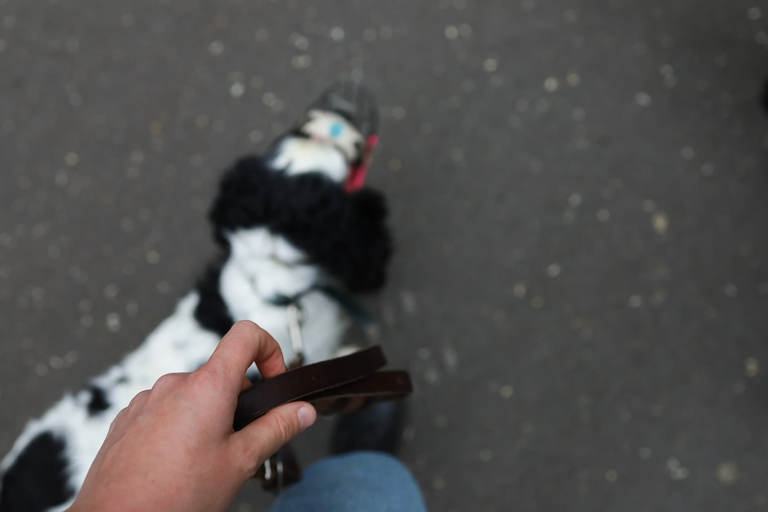 Nahaufnahme einer Hand, die einen Hund an der Leine hält.
