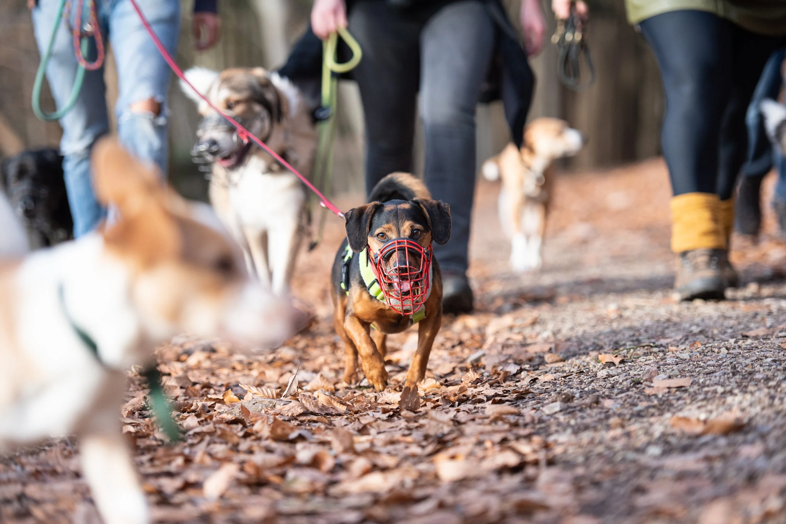 Viele angeleinte Hunde mit Maulkörben bei einem Gruppenspaziergang in Brandenburg.