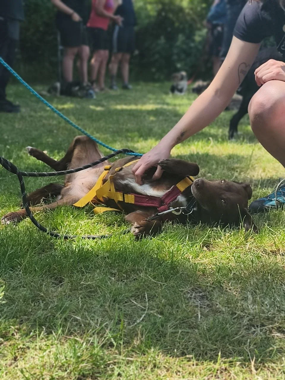 Hunde Veranstaltungsort Berlin.jpg