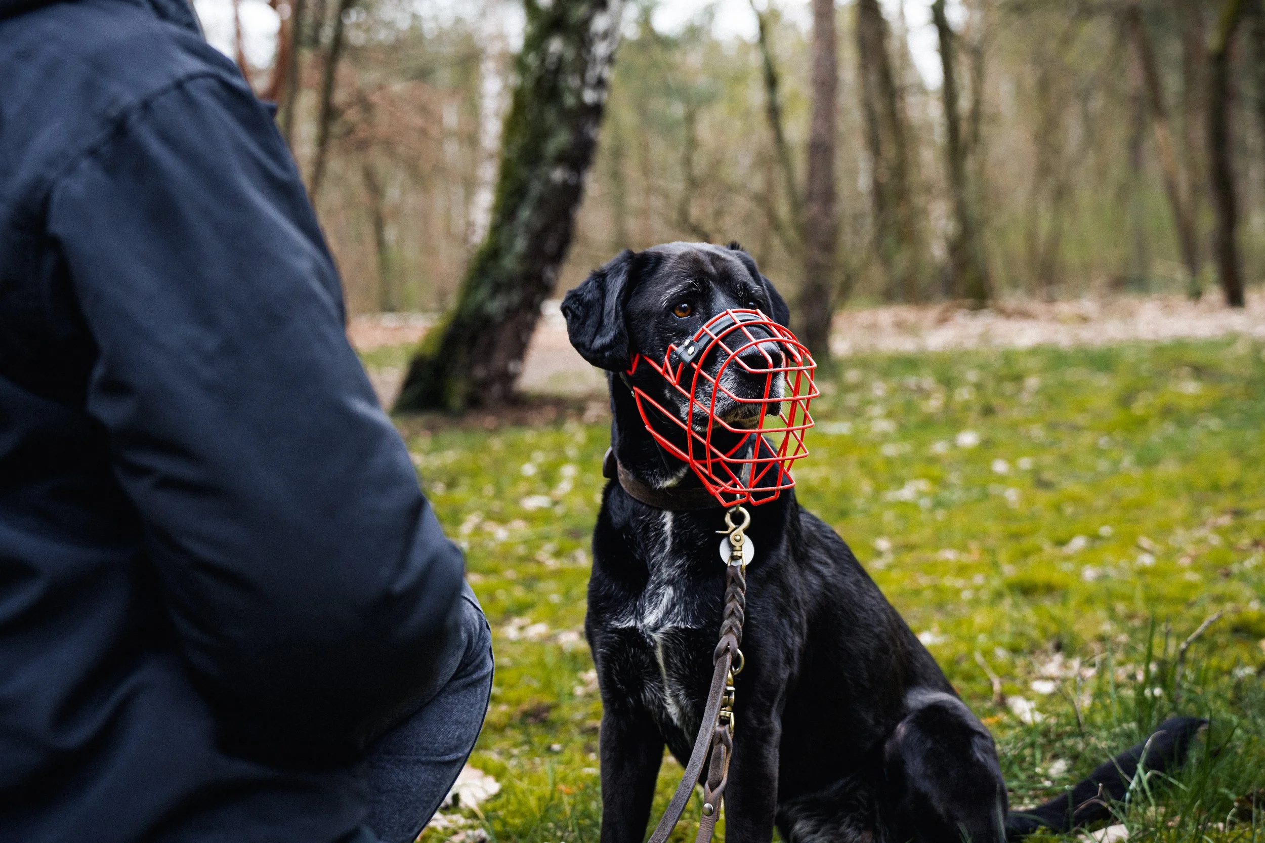 Problemhundetraining Berlin.jpg