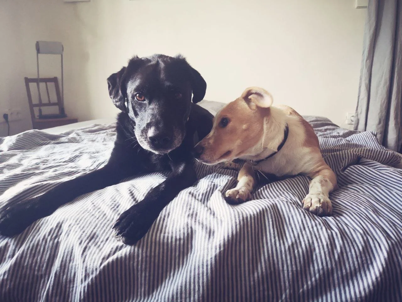 Stornierungsbedingungen Hundeschule
