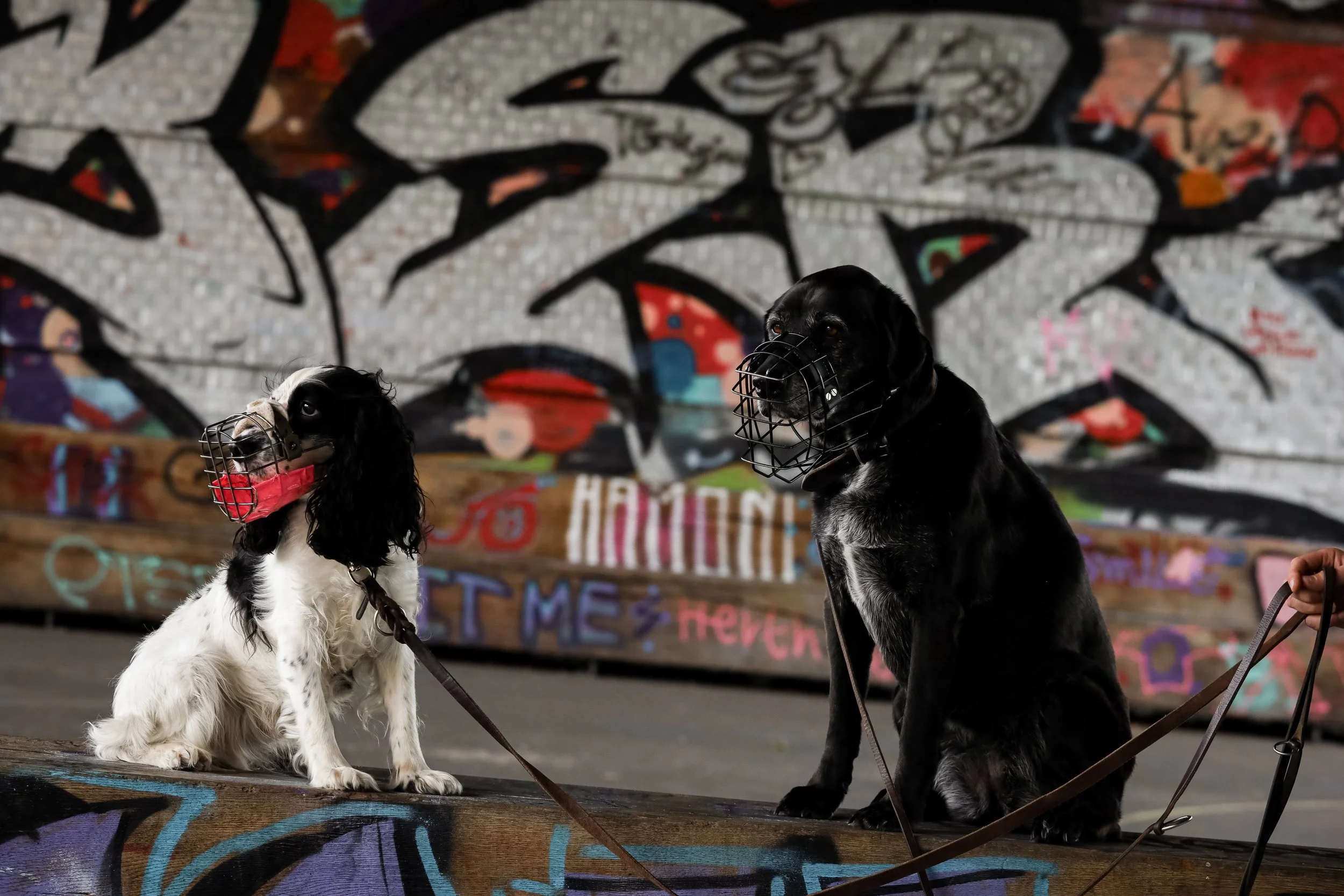 Zwei Hunde mit Maulkorb sitzen vor einer bunten Graffitiwand am Gleisdreieck.