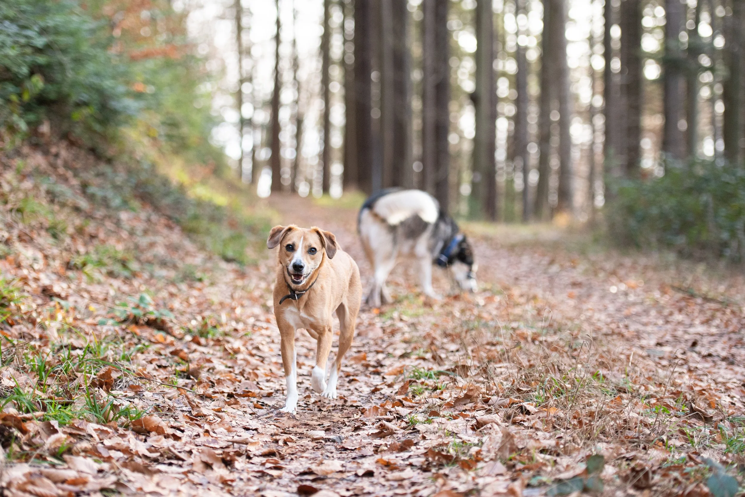 Zwei Hunde laufen auf einem Laub bedeckten Wanderweg durch einen Wald, umgeben von Bäumen mit herbstlichen Blätterfarben.
