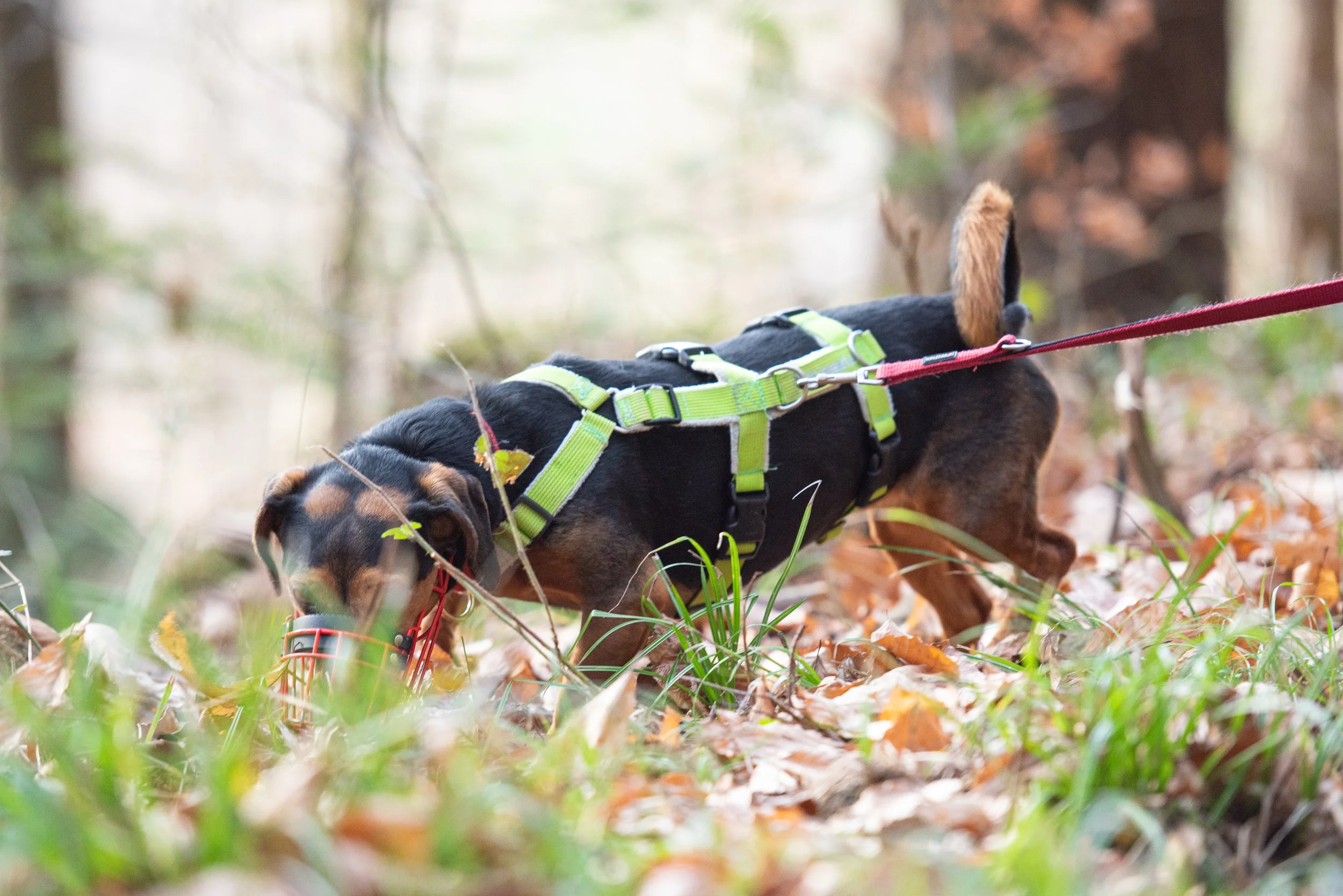 Terrier mit Maulkorb läuft an der Schleppleine durch den Wald.