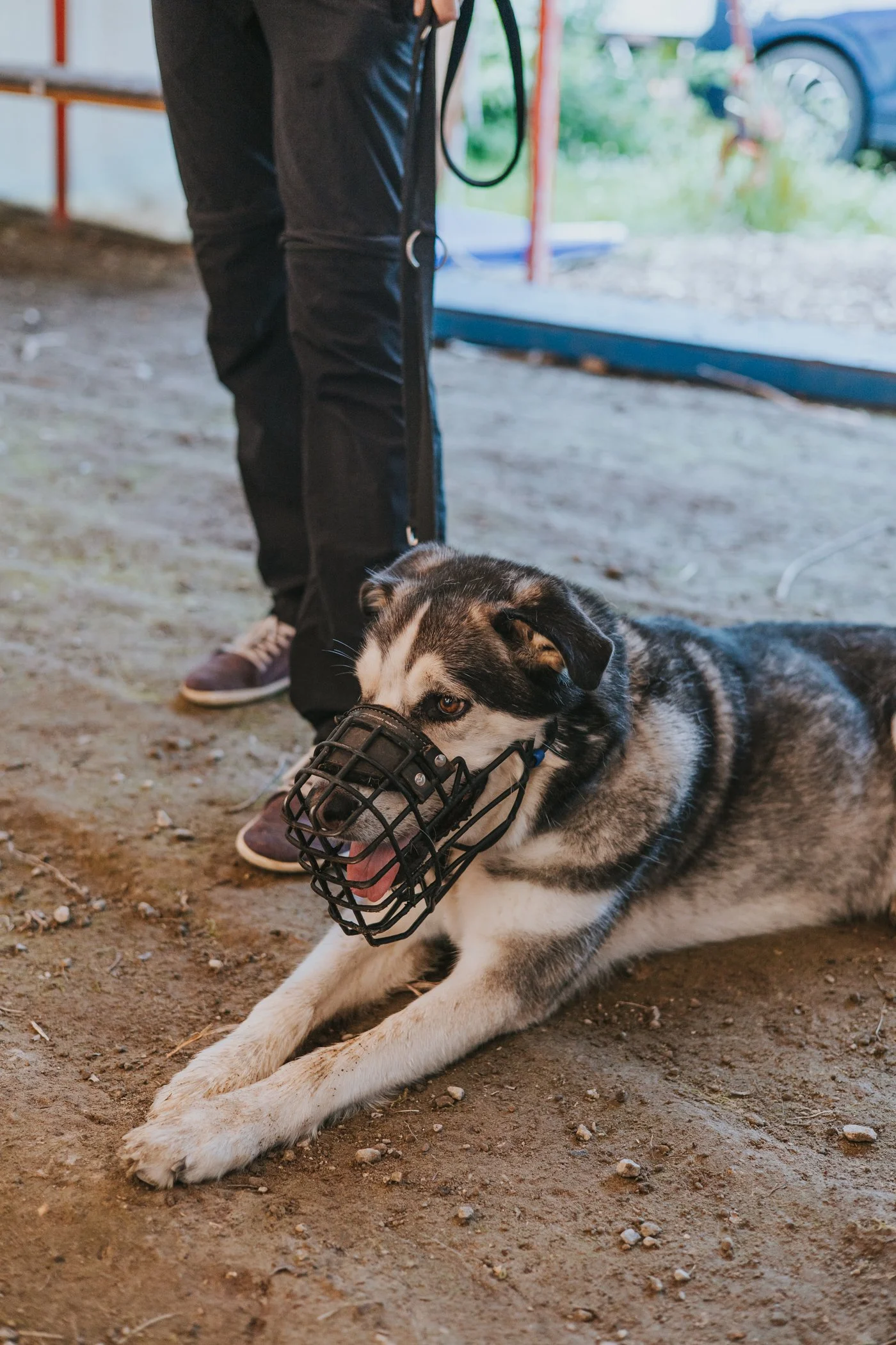 Husky mit Maulkorb beim Seminar Aggressionsverhalten in Marzahn.