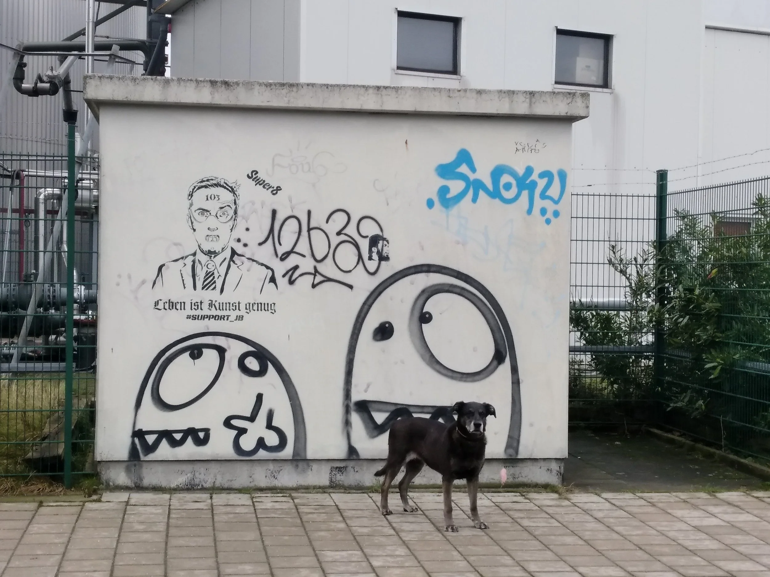 Schwarzer Hund vor Graffiti Wand.