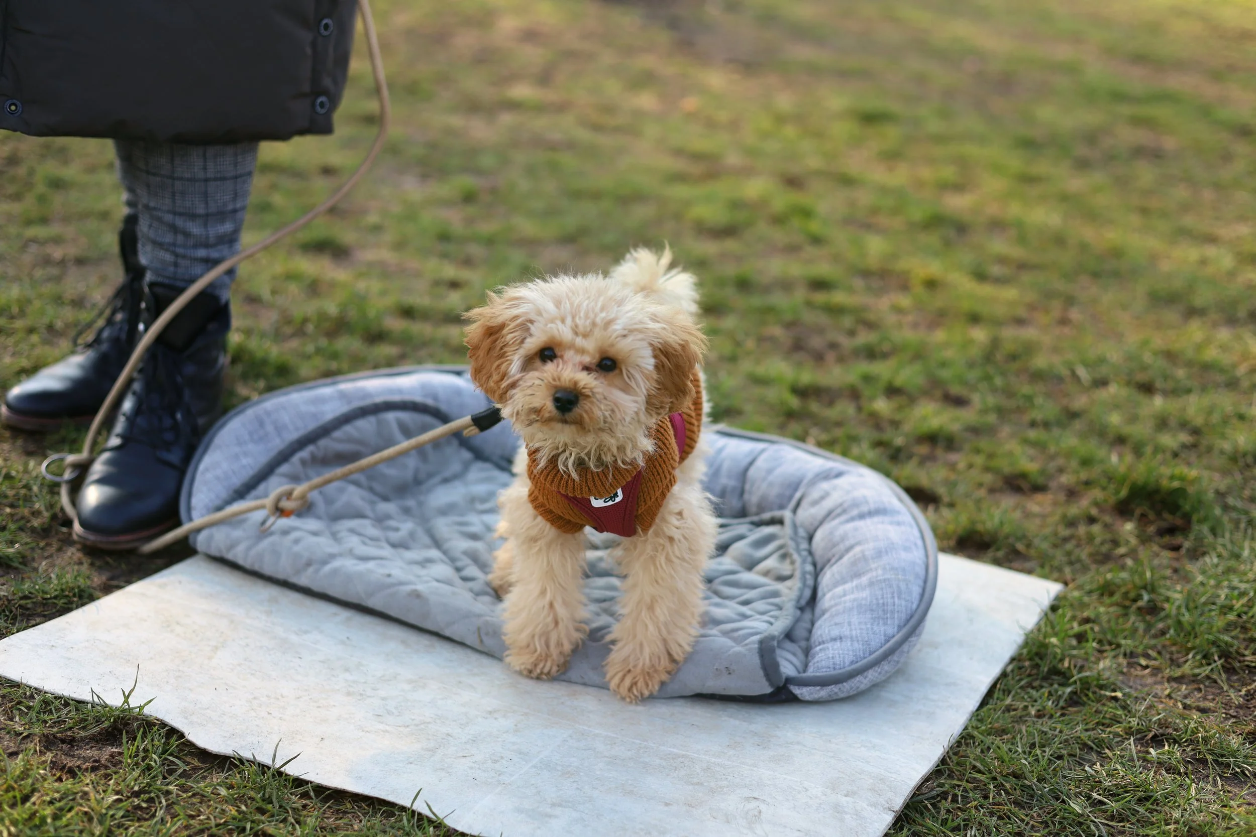Welpe auf dem Hundeplatz in Marzahn in der Welpengruppe von CaniSozium.