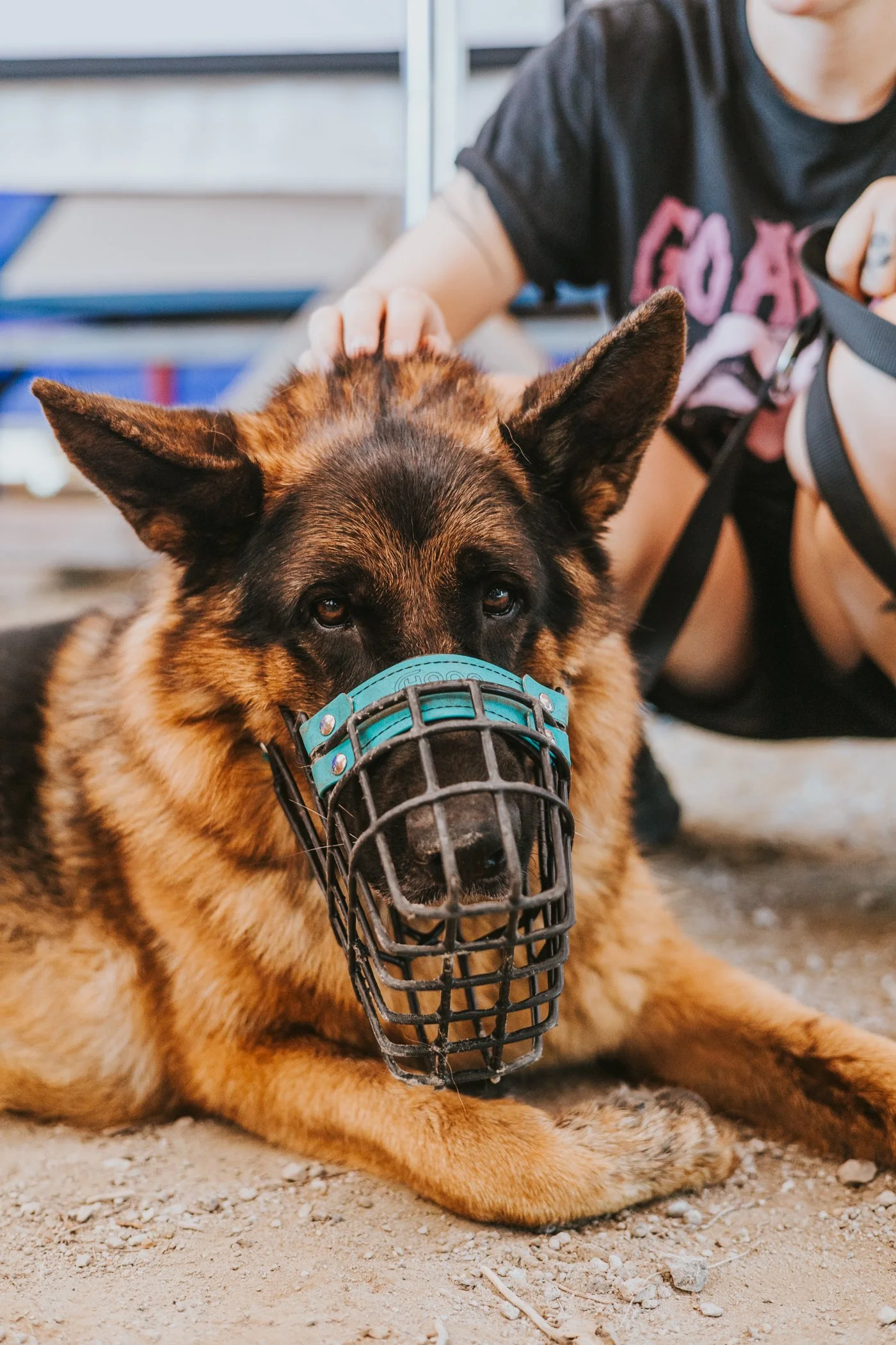 Ein Deutscher Schäferhund mit Maulkorb liegt auf dem Boden, während eine Person ihn streichelt.