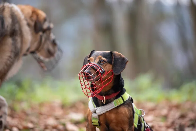 Hundebegegnung zweier Hunde mit Maulkorb.