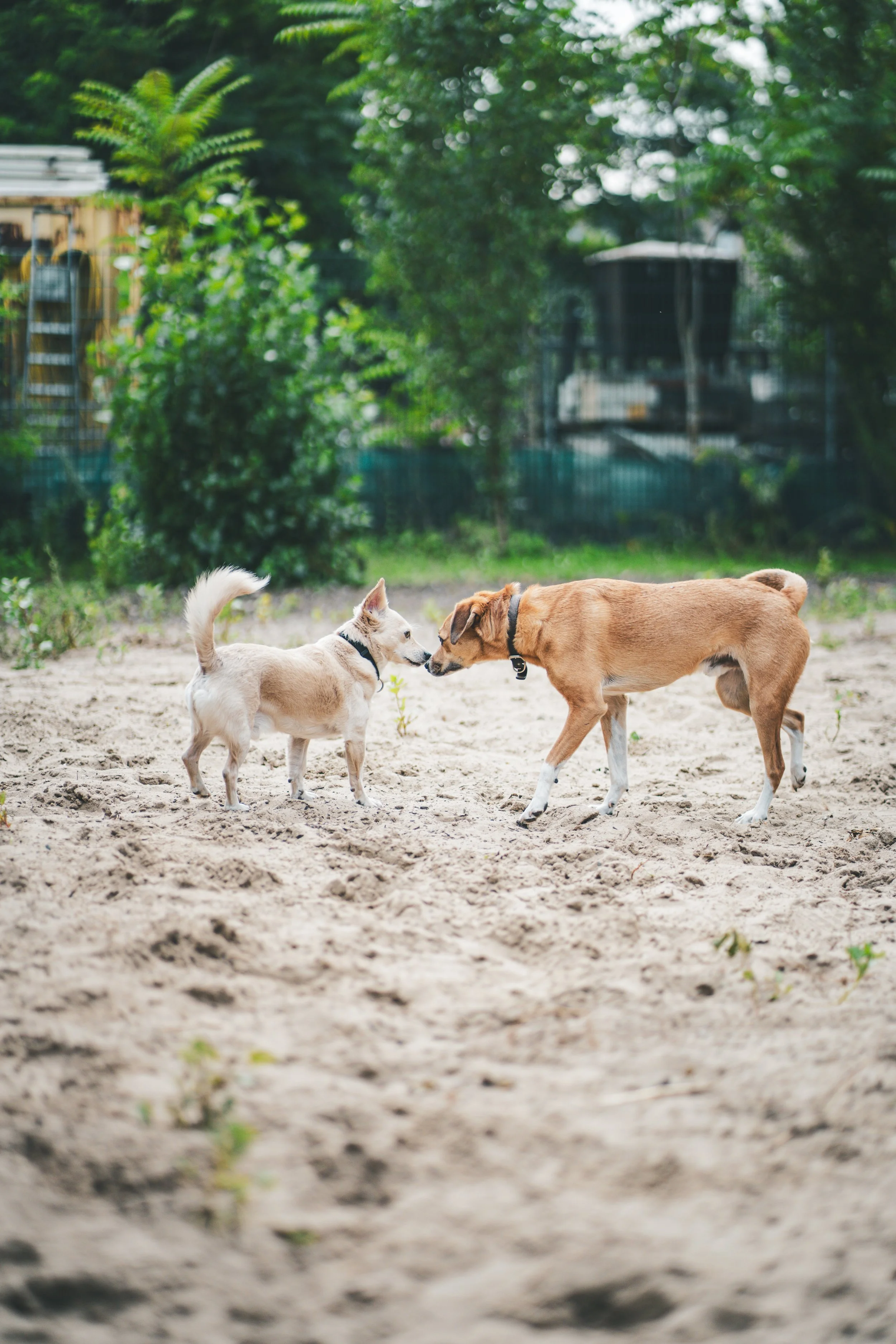 Zwei Hunde, die sich auf dem Hundeplatz gegenüberstehen und im Erstkontakt freundlich beschnuppern.